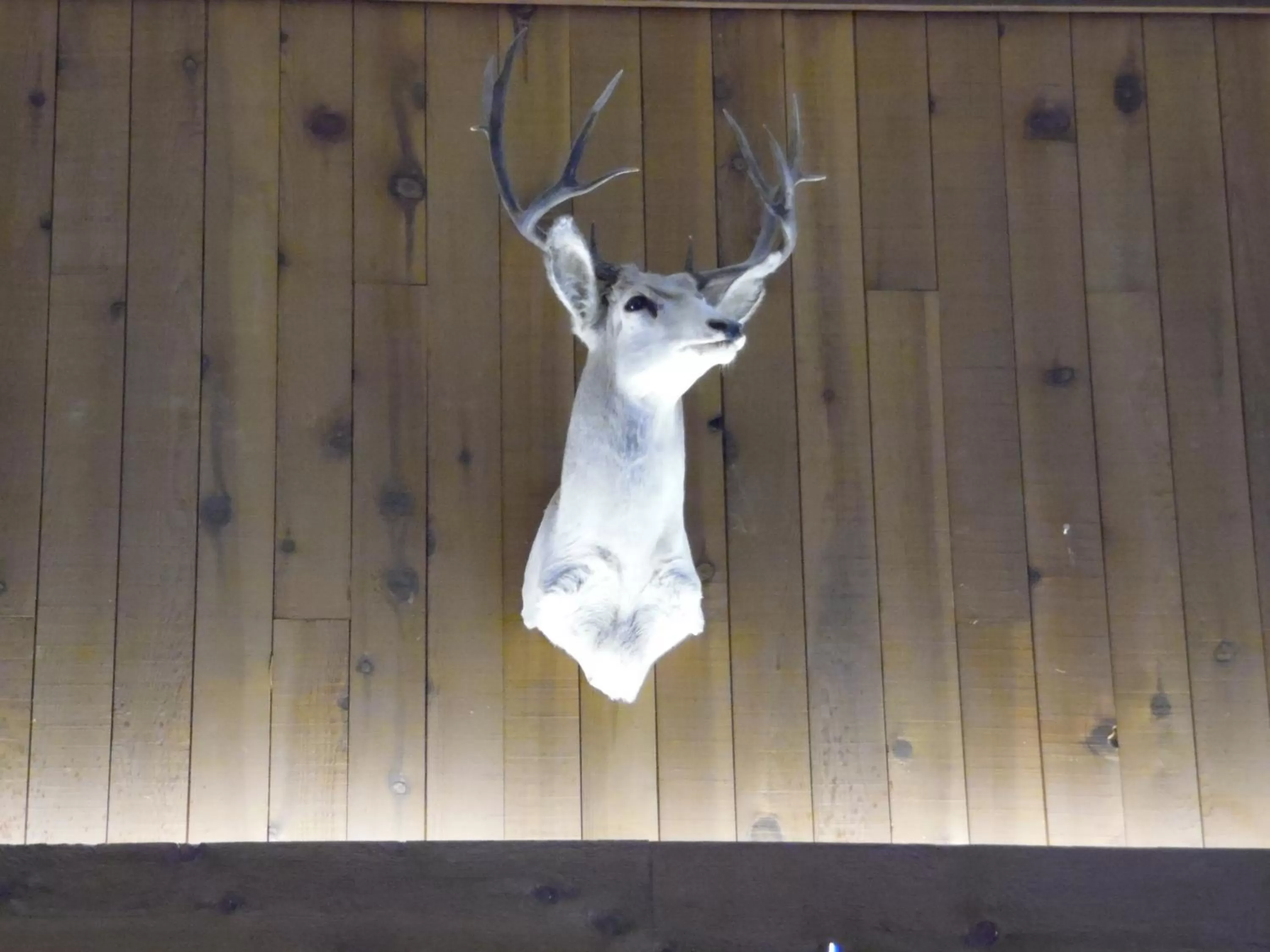 Animals in Bear Lodge Motel