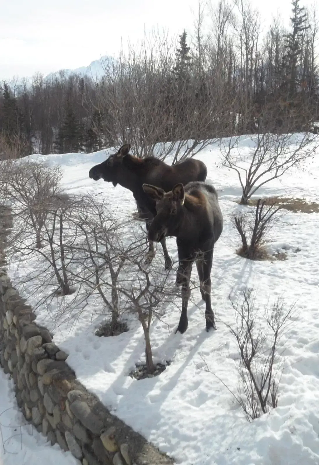 Animals, Winter in Fishhook Sunrise B&B