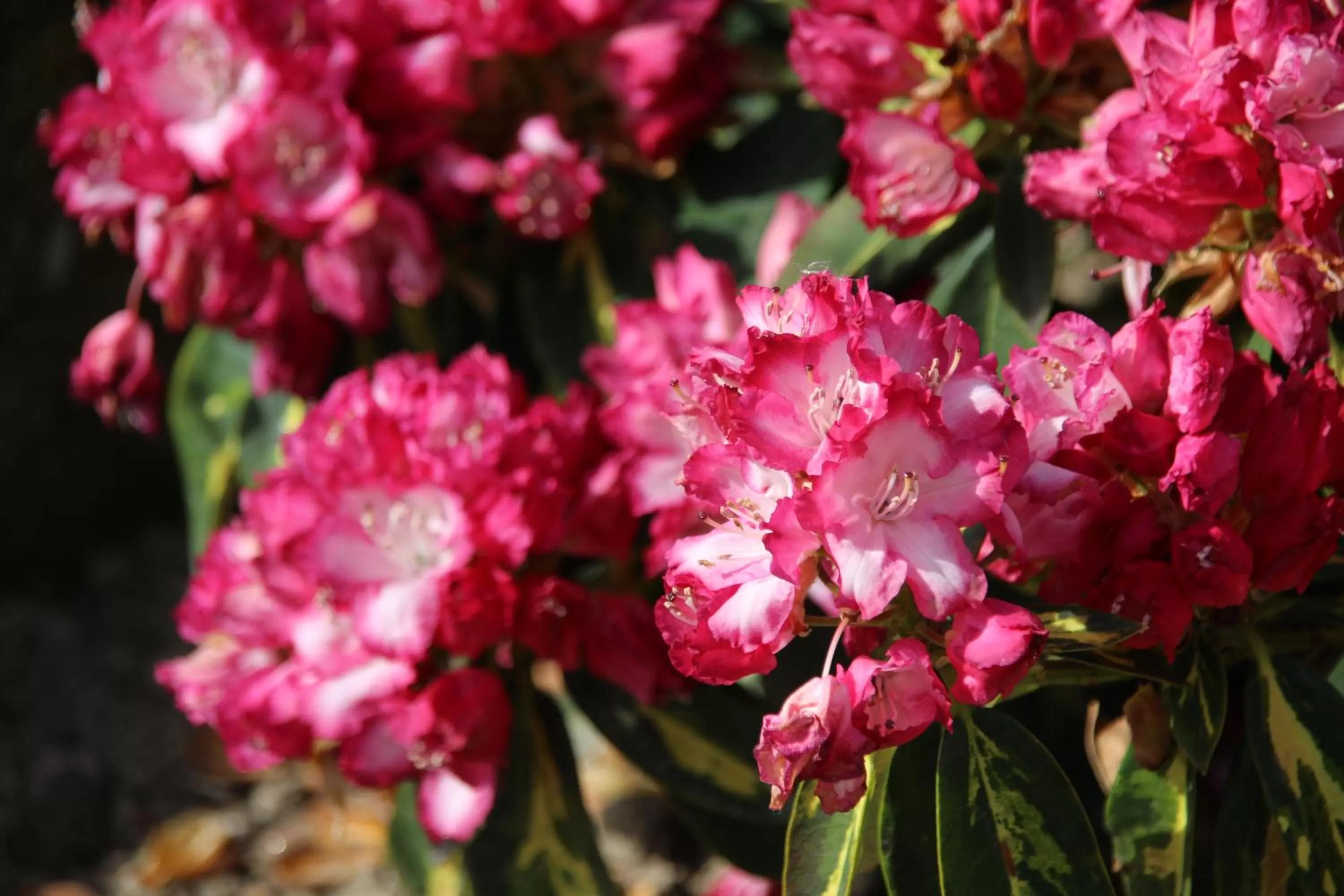 Garden in B&B Villa Branca Barreiros AL98139