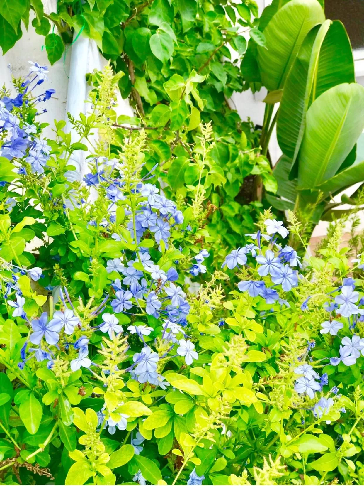 Decorative detail in Les Lilas