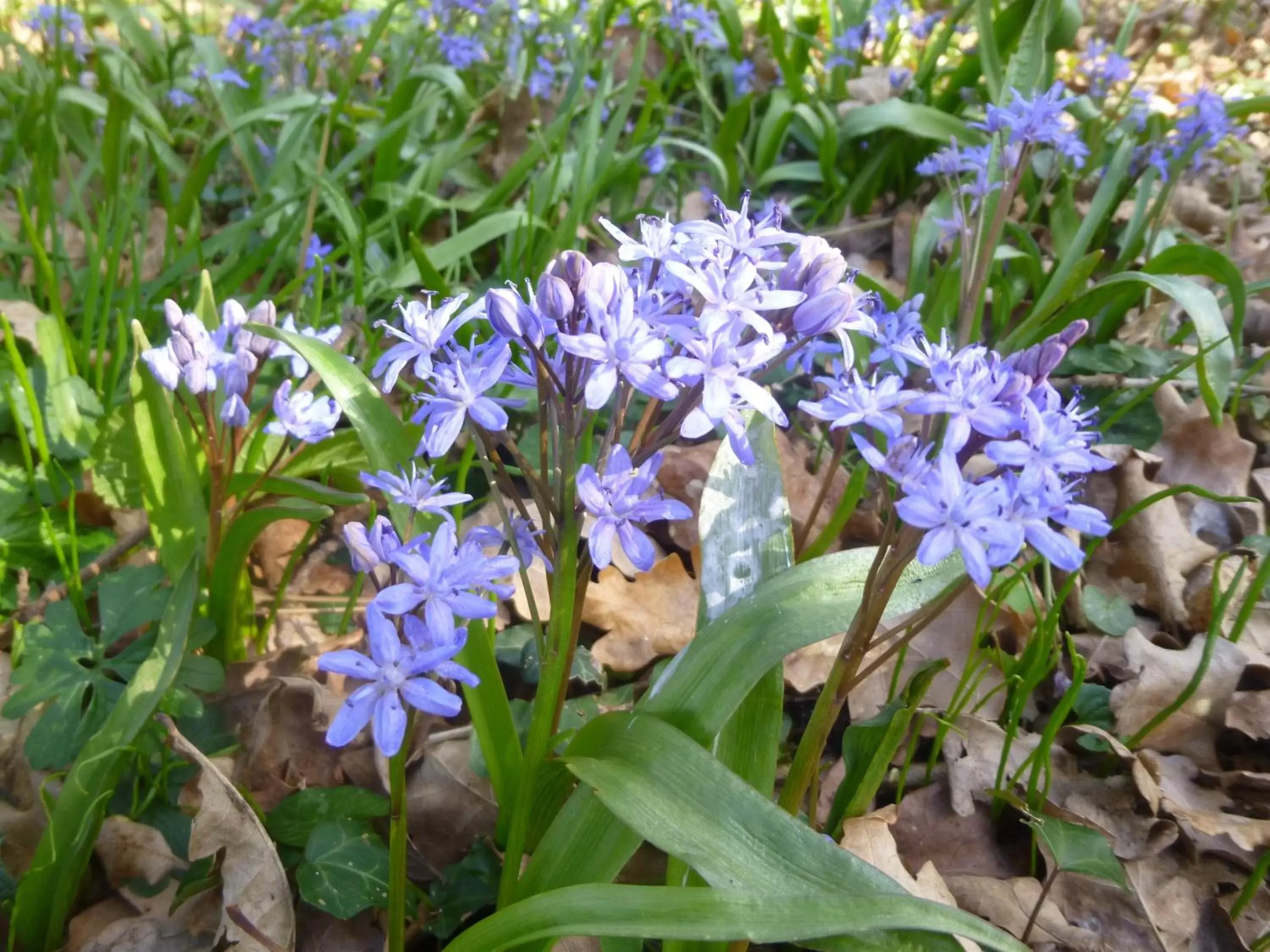 Garden in Cèdre et Charme