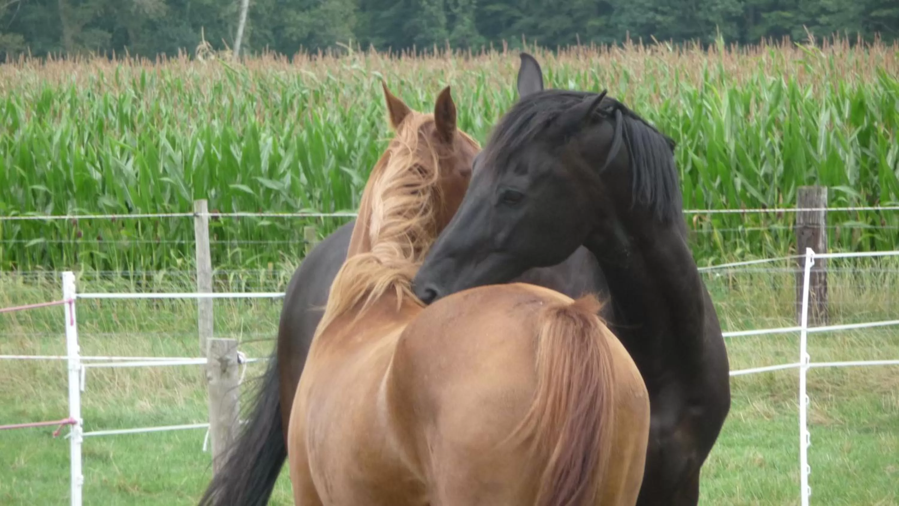 View (from property/room) in B&B De Vossenbarm