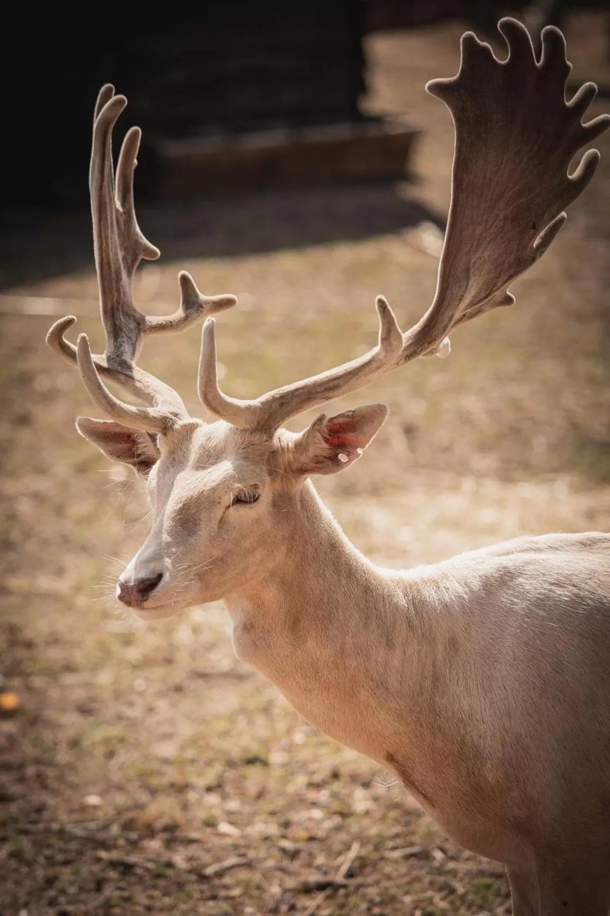 Animals in Skansen Bicz Resort