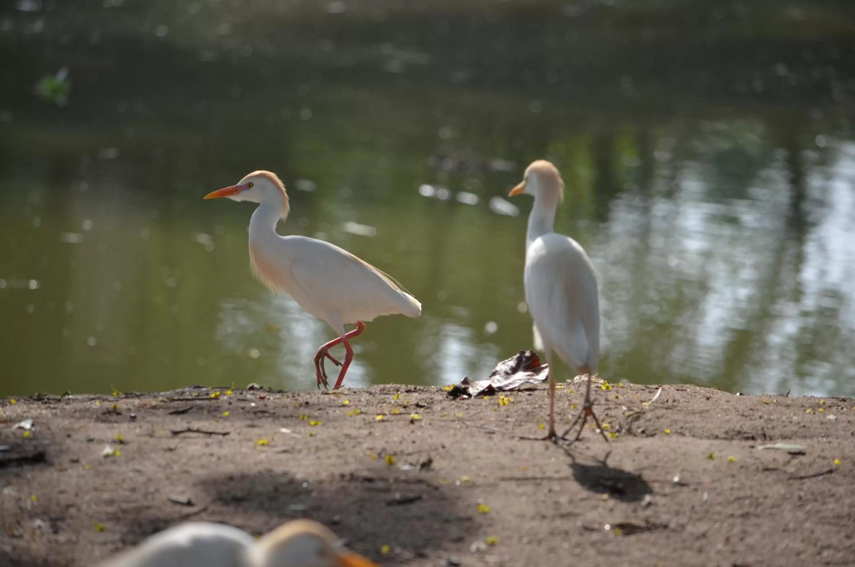 Animals in Hans Cottage Botel