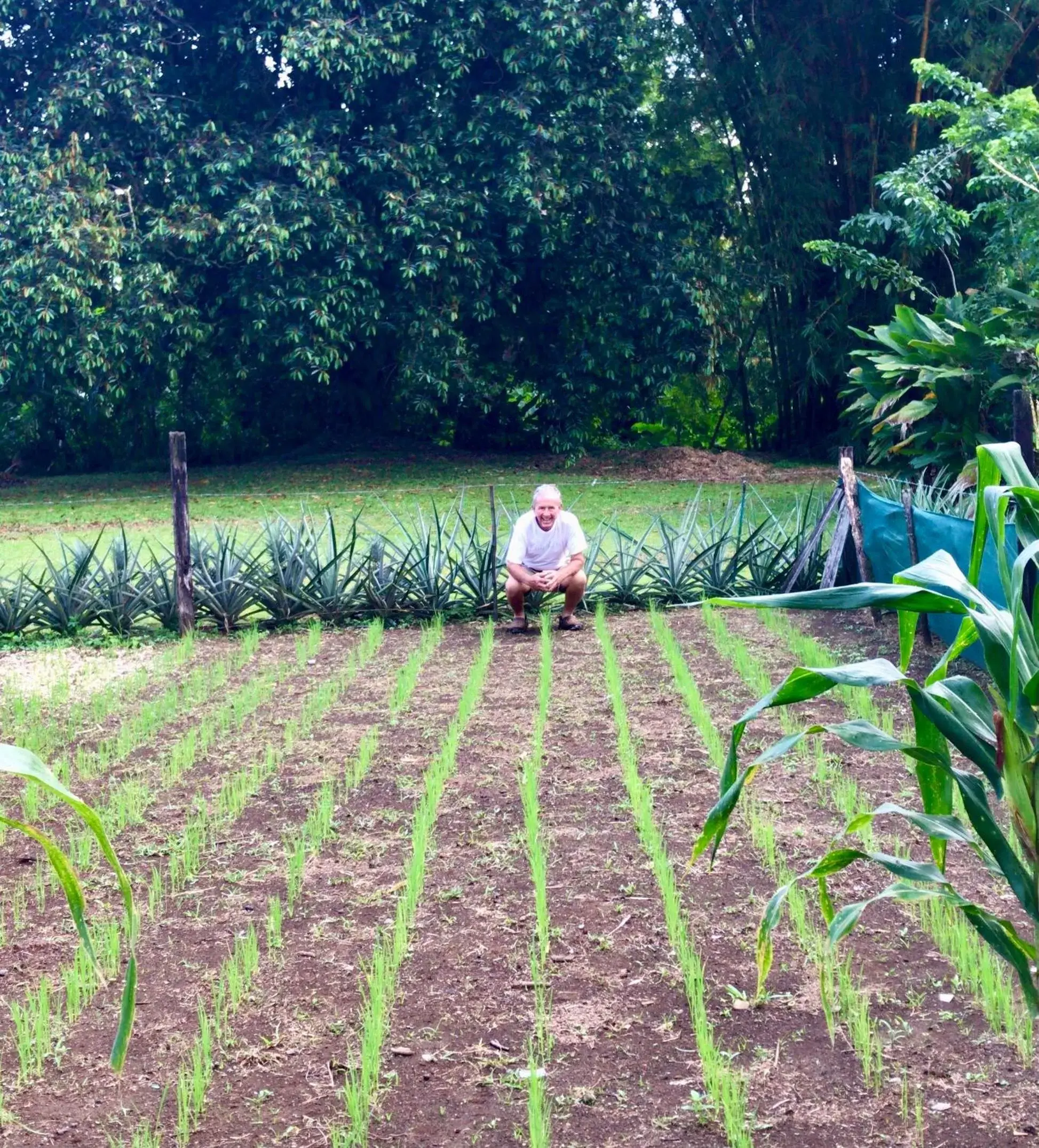 Garden, Other Animals in Hotel Colores del Arenal