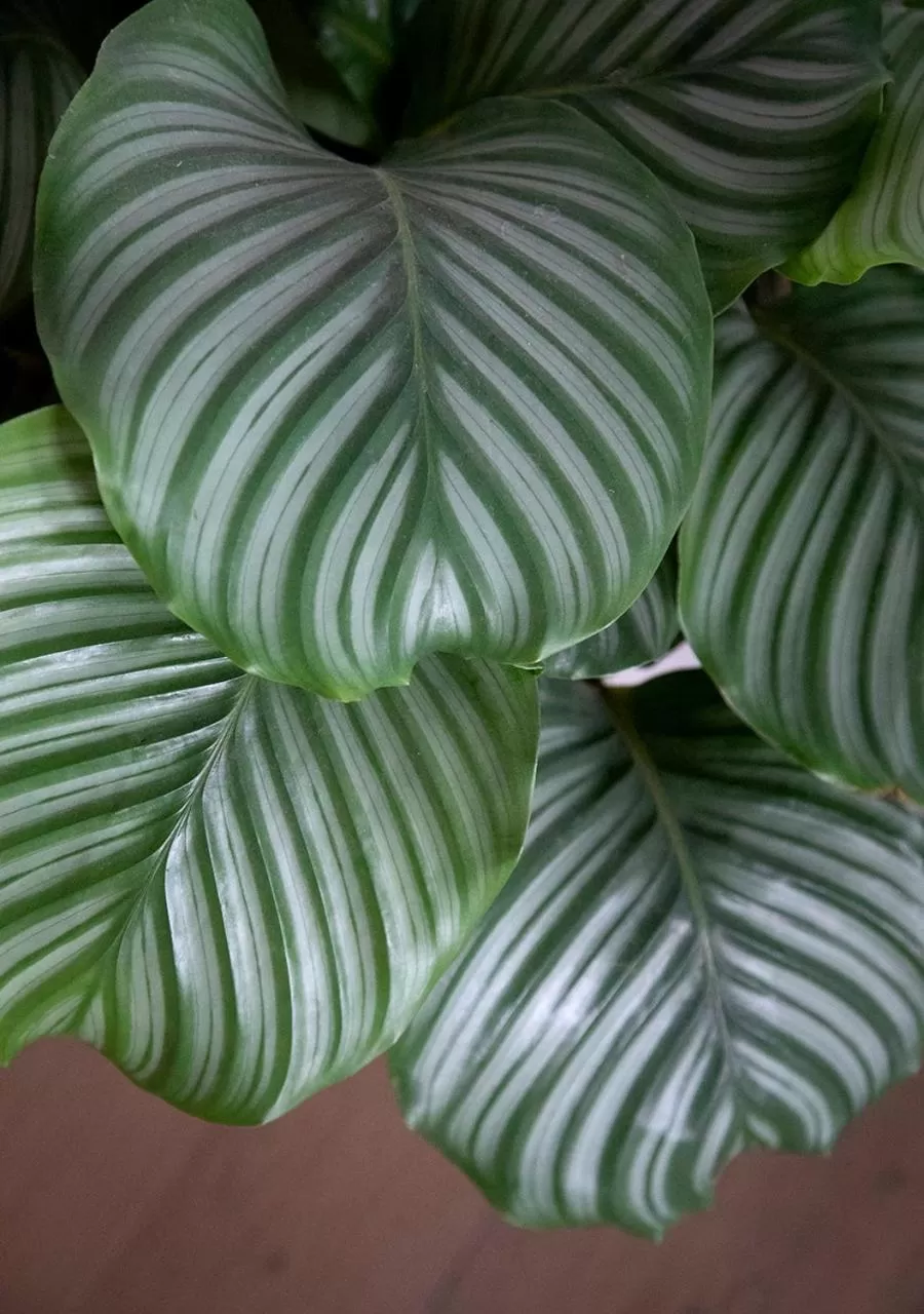 Decorative detail in The Greenhouse