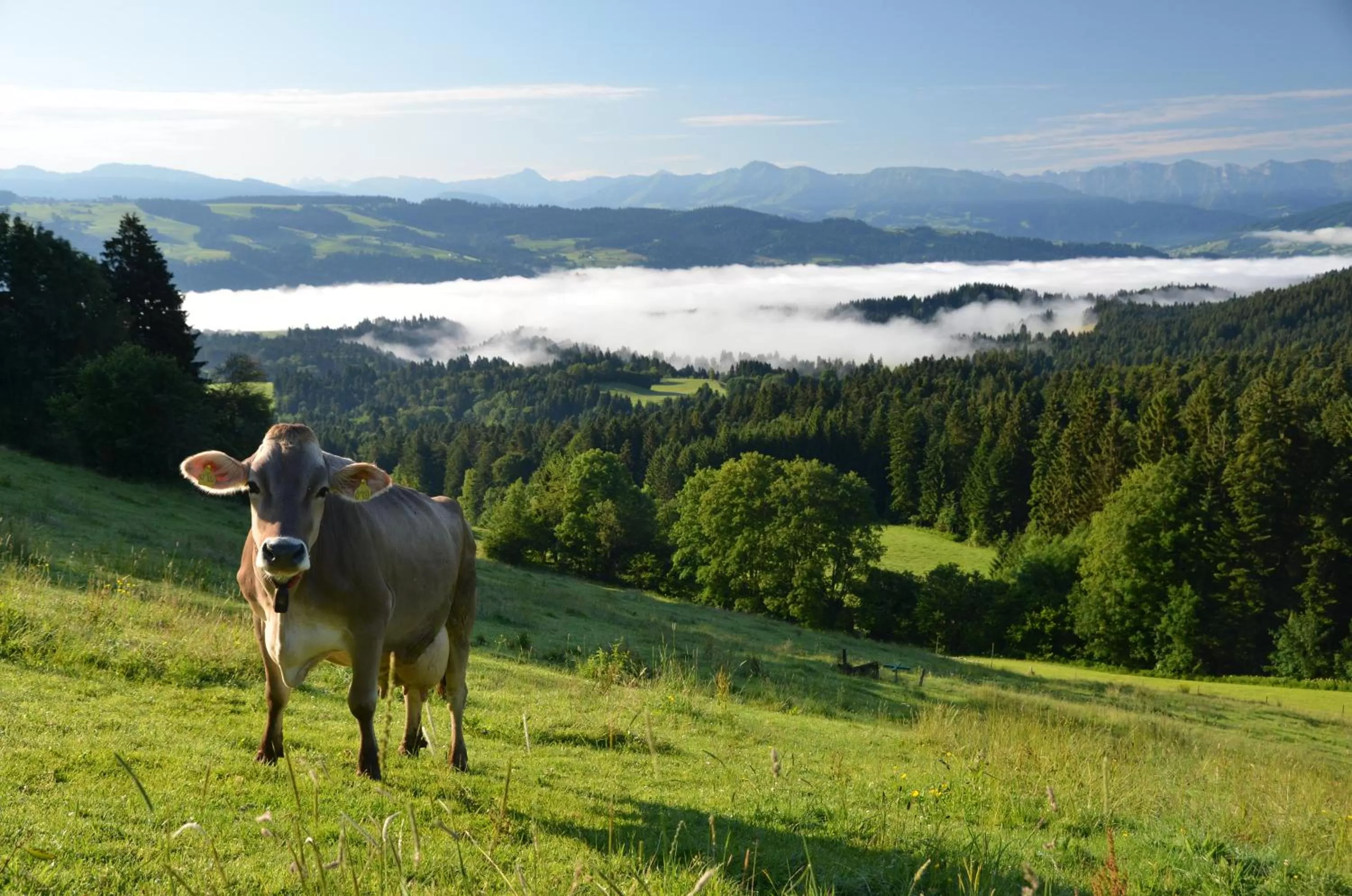 Day, Other Animals in Hotel Alpenrose gut schlafen & frühstücken