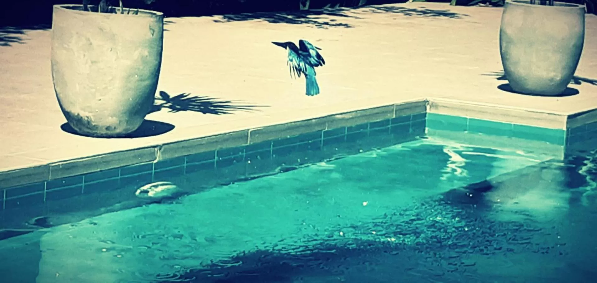 Swimming Pool in Villa South