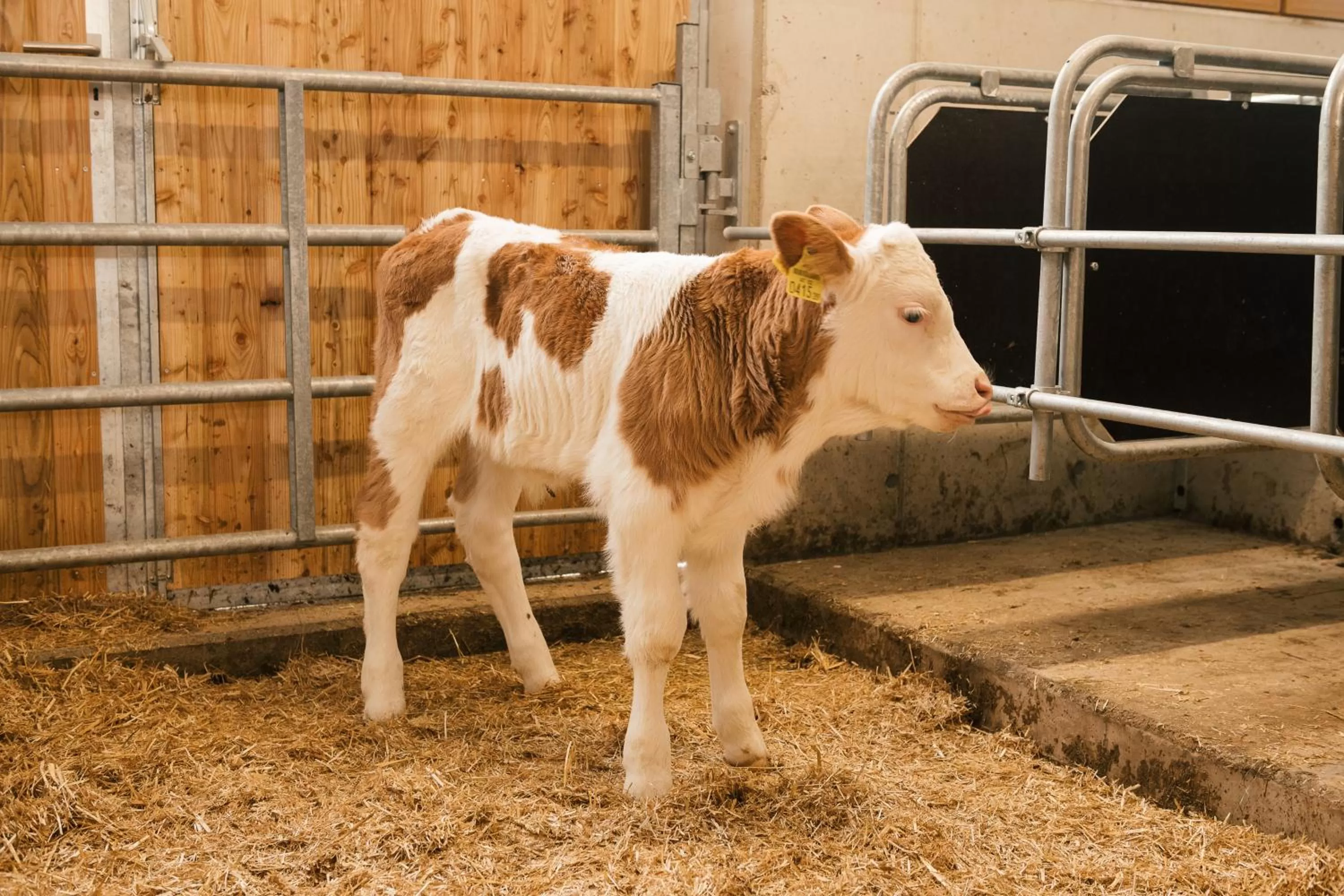Animals in Edenhauserhof