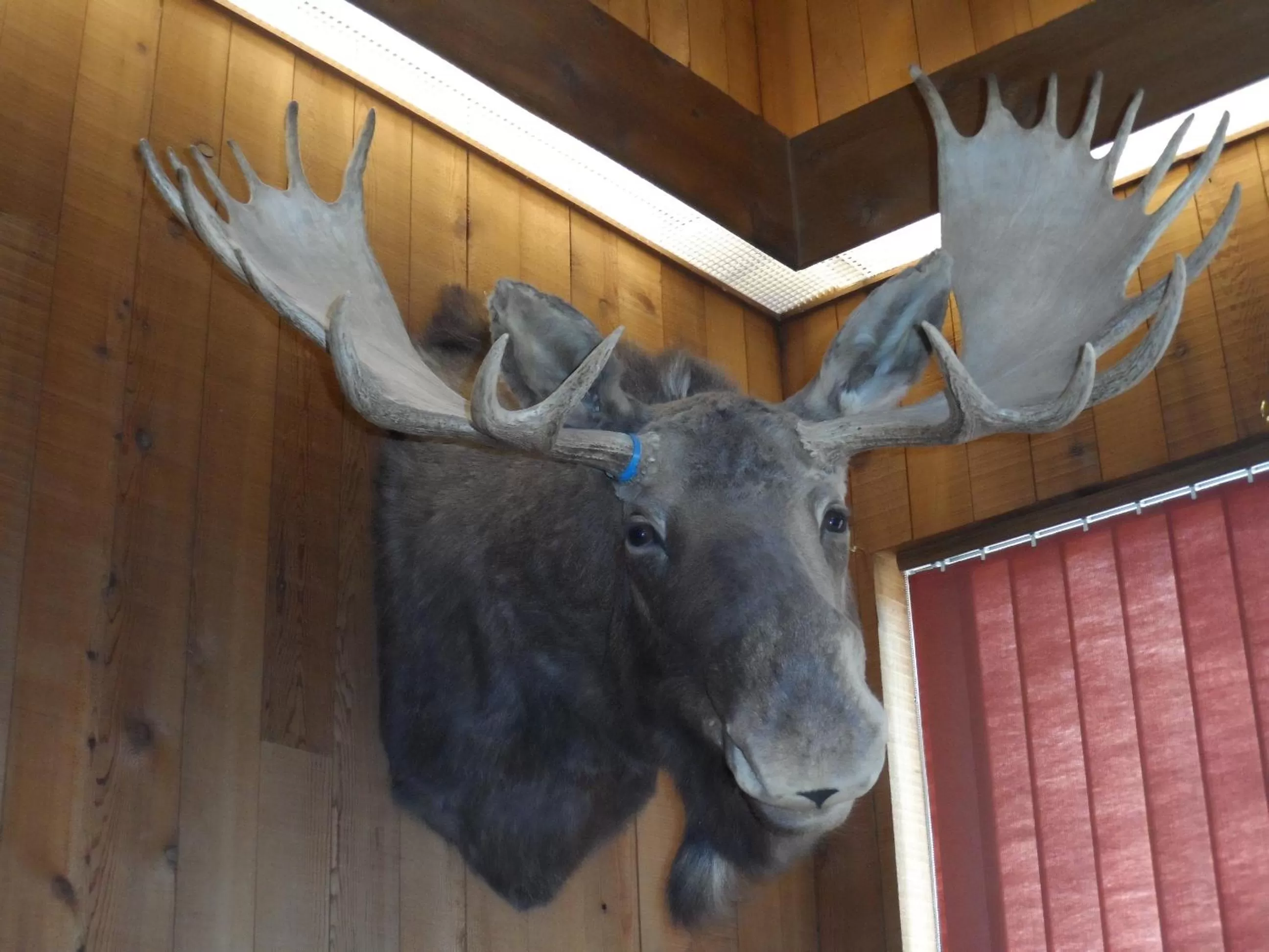 View (from property/room) in Bear Lodge Motel