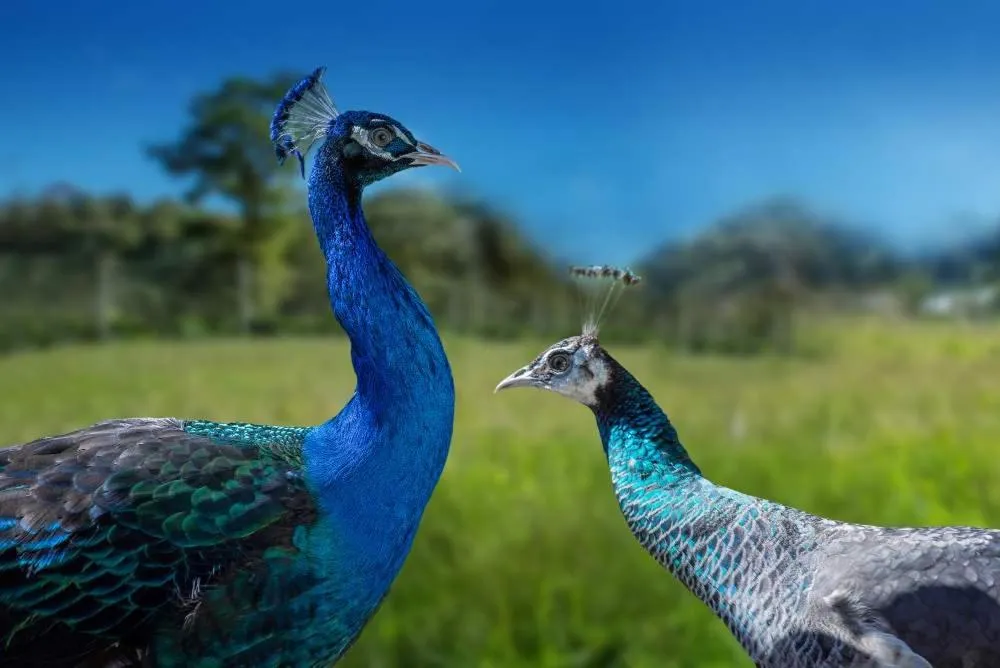 Landmark view in Coffee Pickers Village By Hacienda Orosi