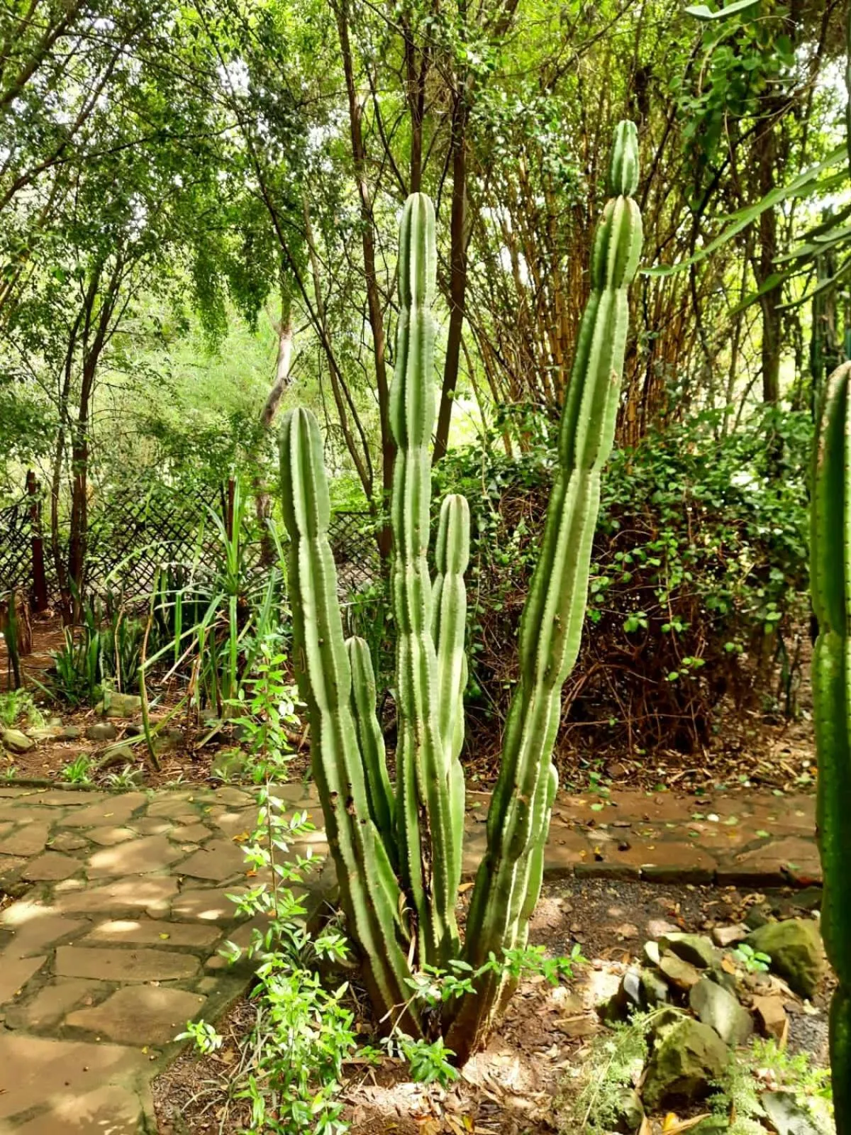 Property building in Octagon Lodge