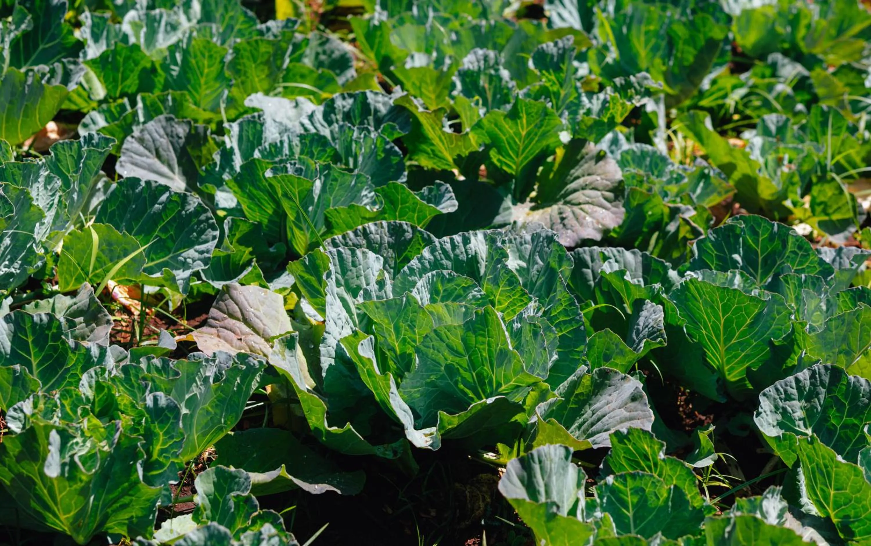 Garden in Octagon Lodge