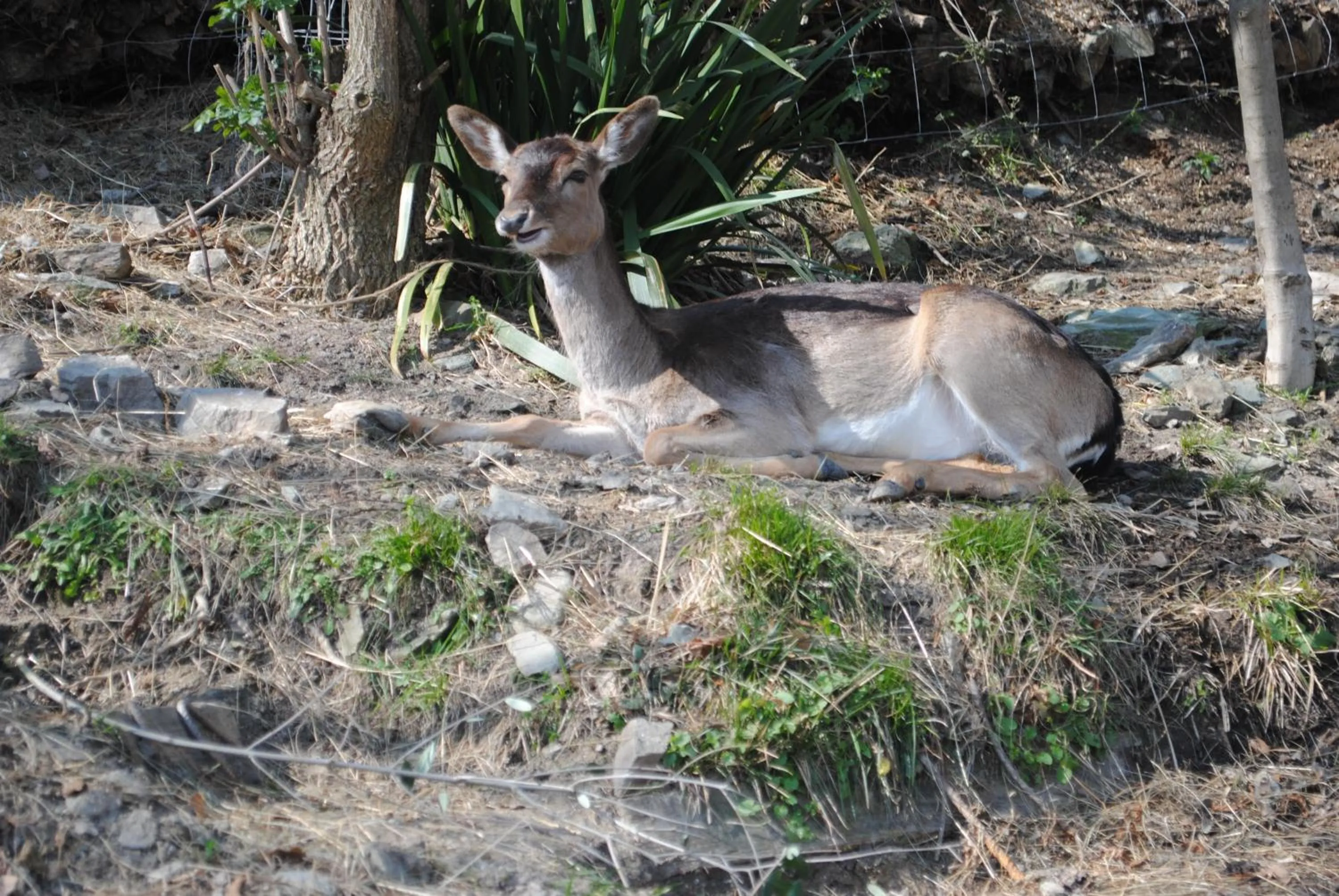 Animals in Segni e Impronta