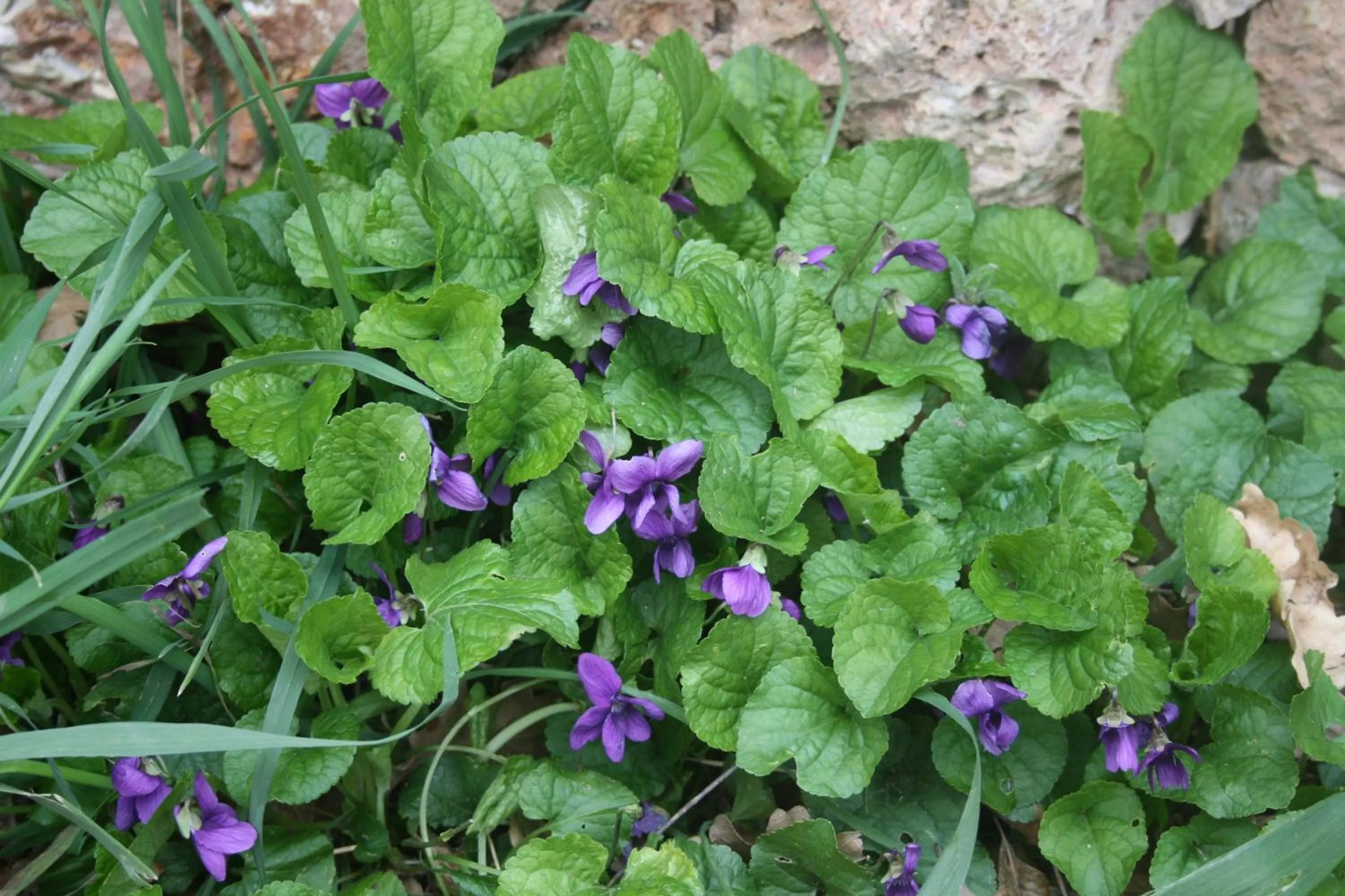 Other in Segni e Impronta