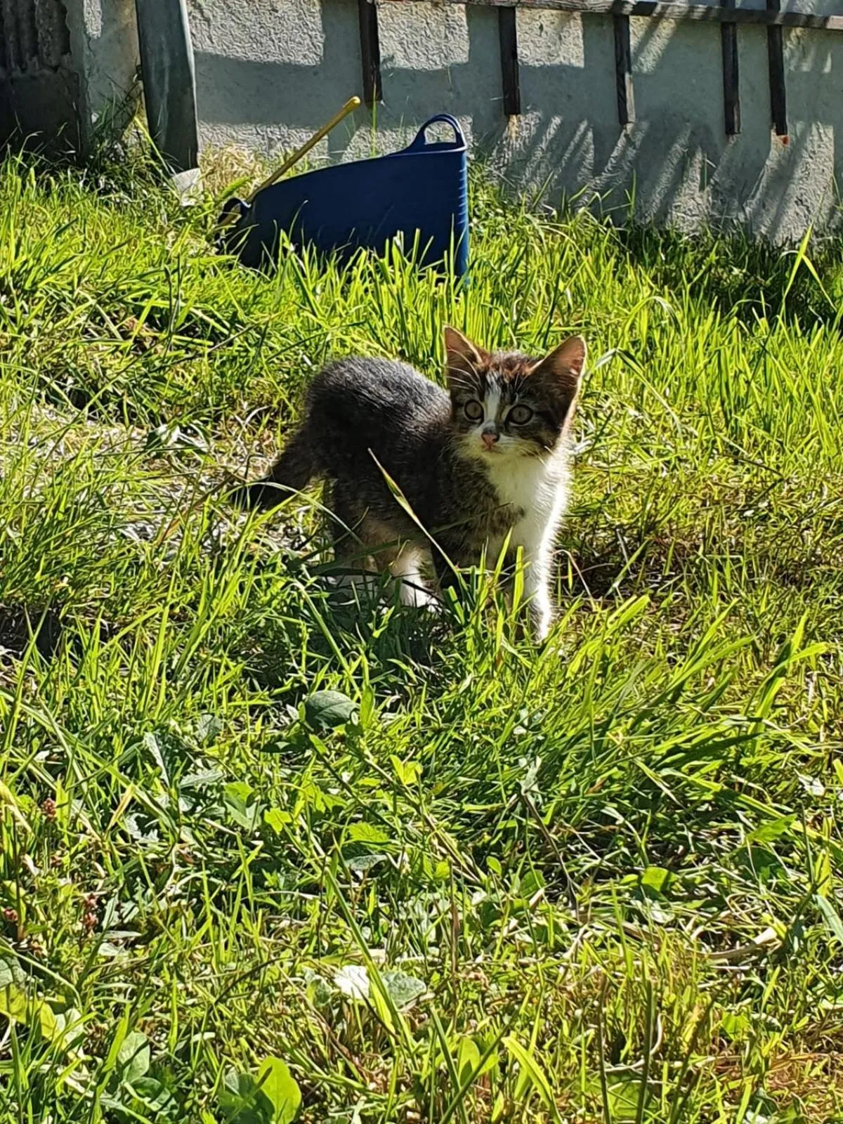 Animals in Hotel & Alpengasthof Pinzgerhof