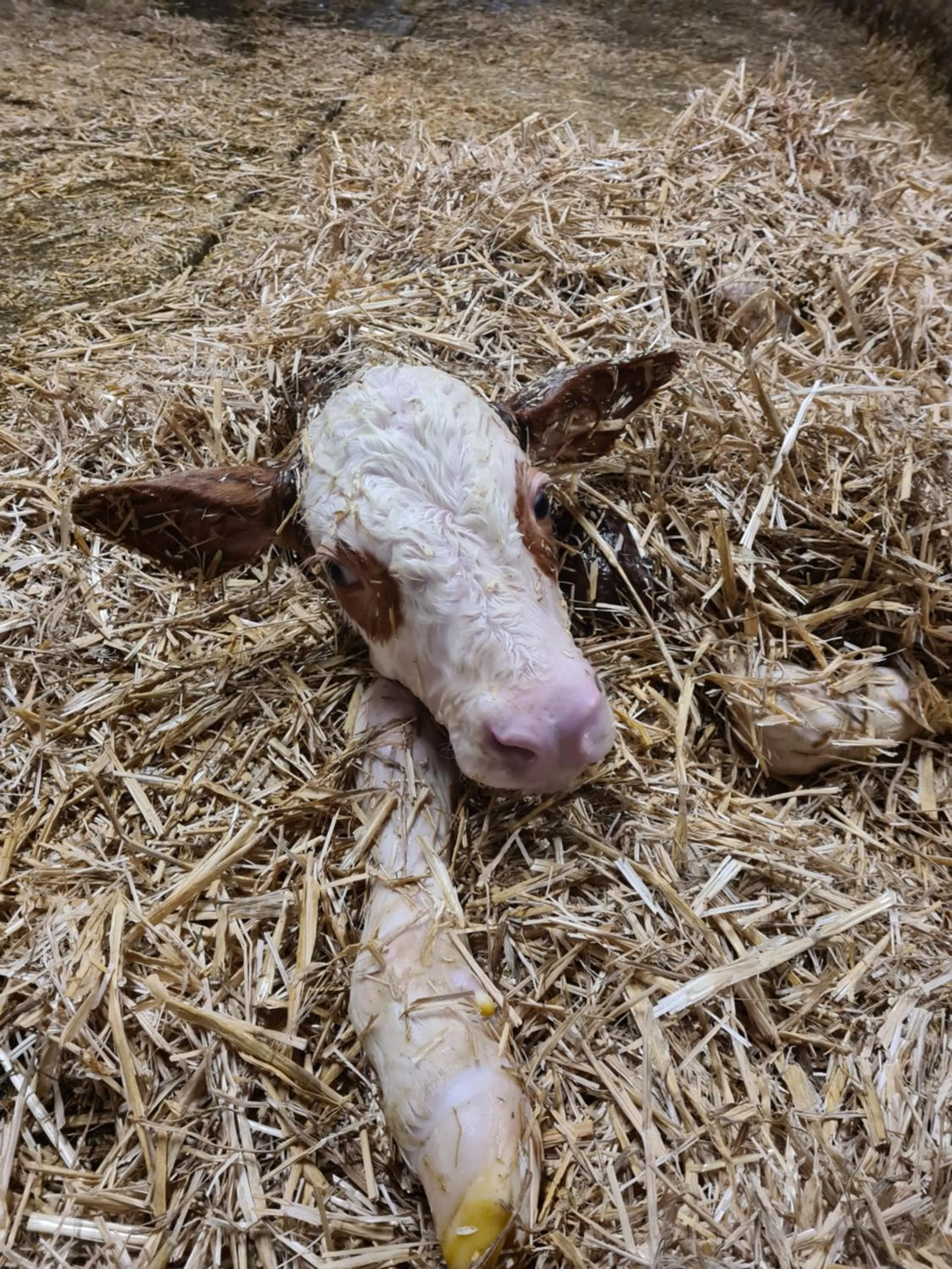 Animals in Hotel & Alpengasthof Pinzgerhof