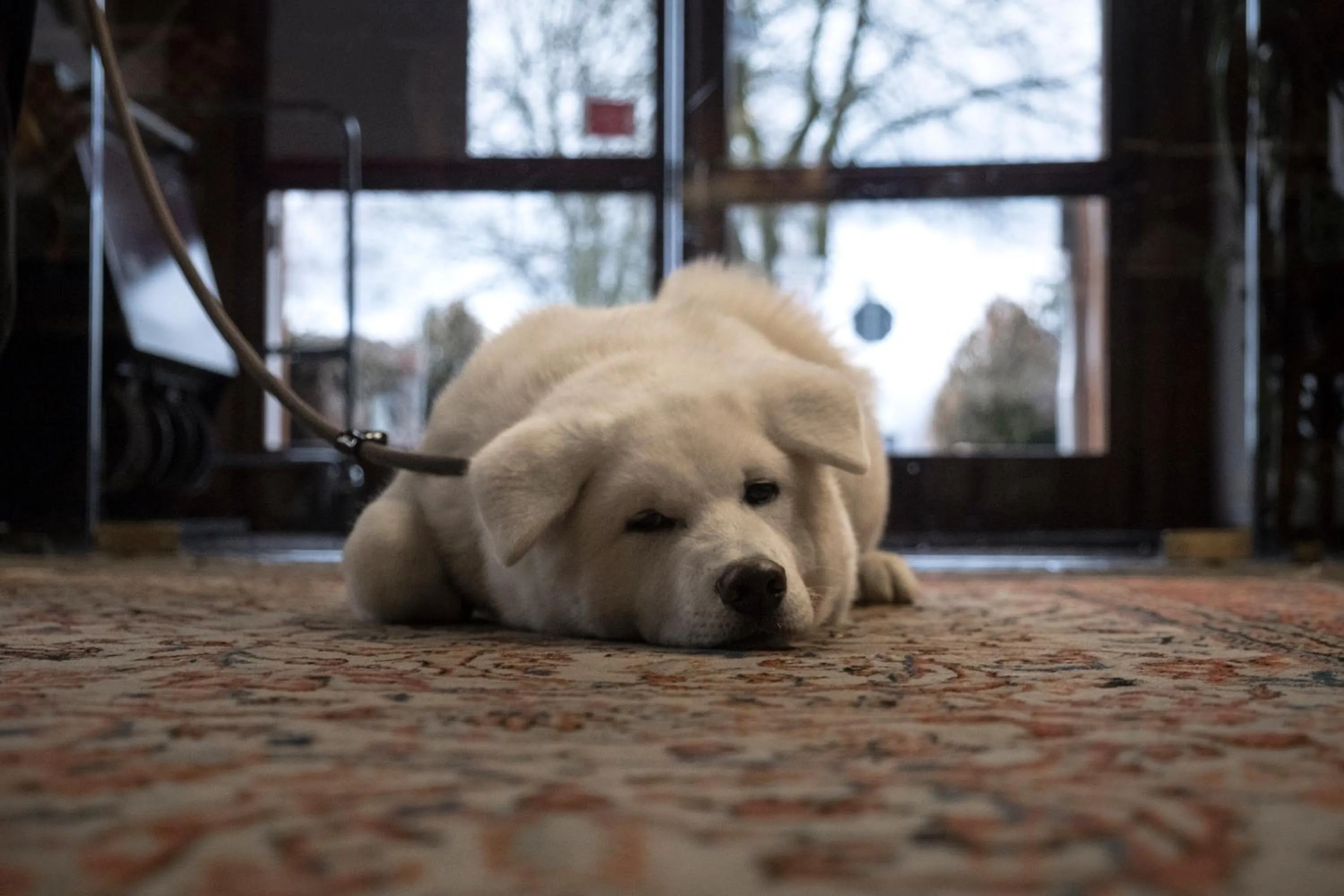 Pets in Hotel Los Andes
