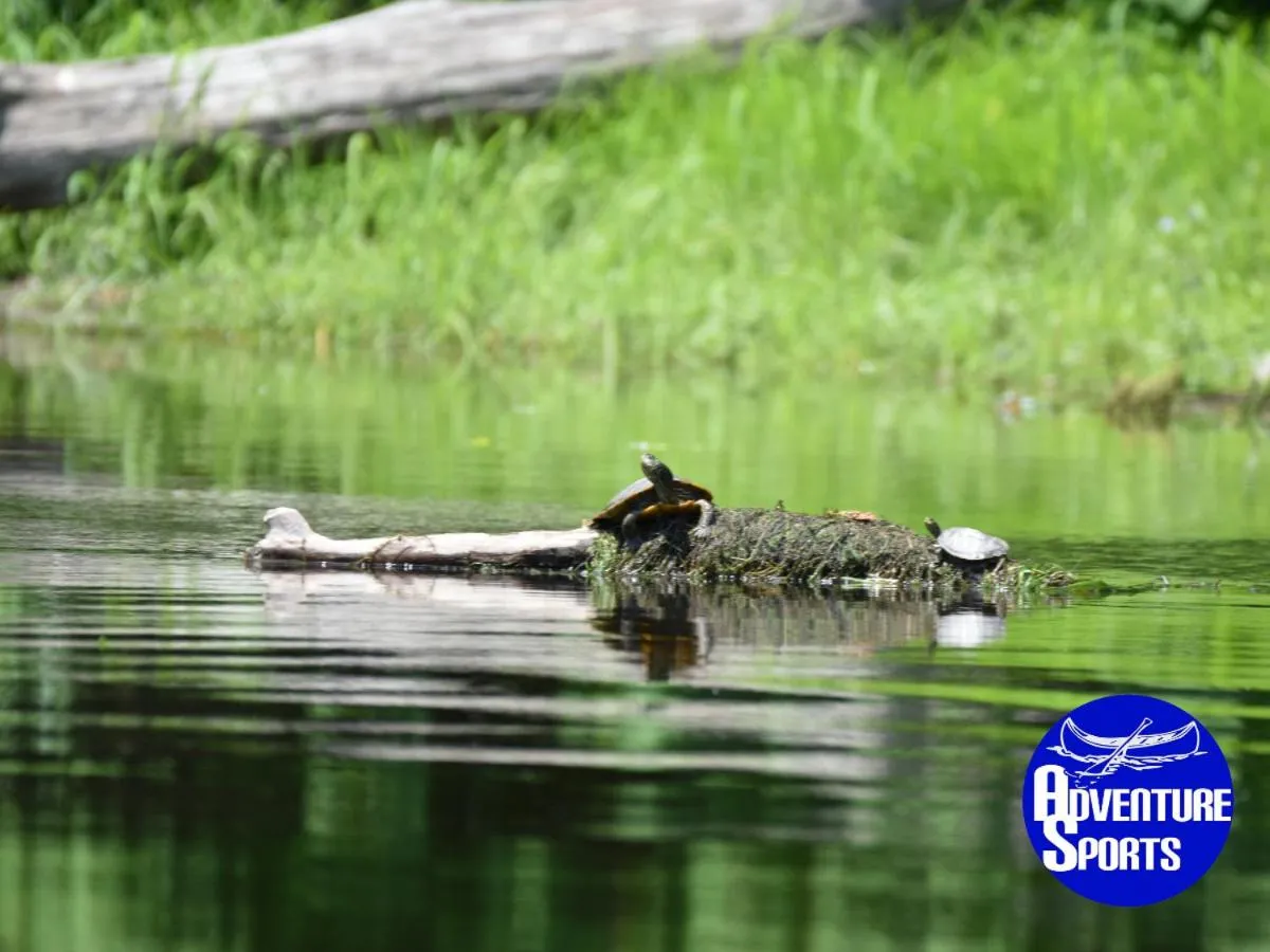 Chestnuthill Countryside Manor