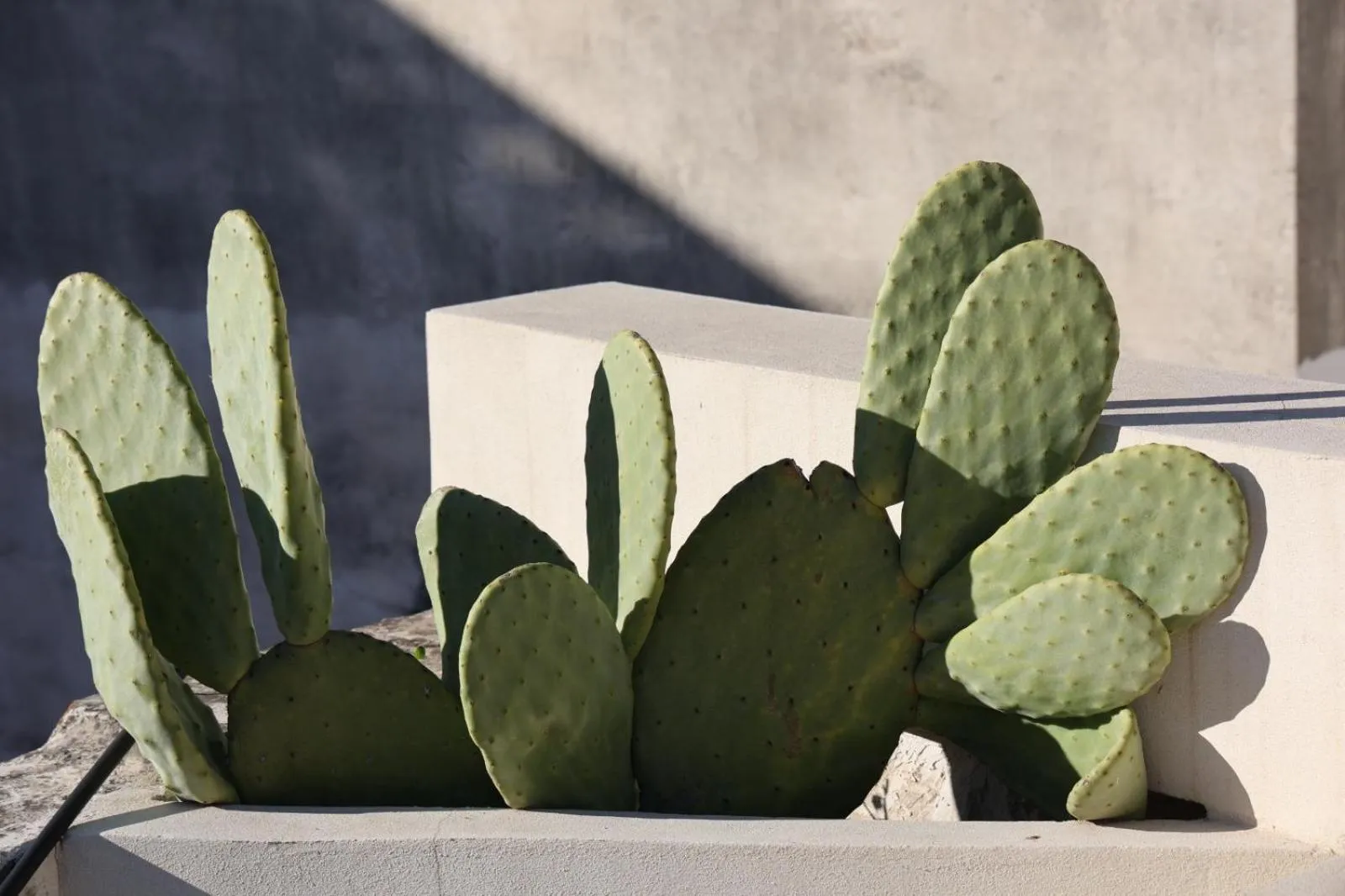 Fjore di Lecce, camere & caffè