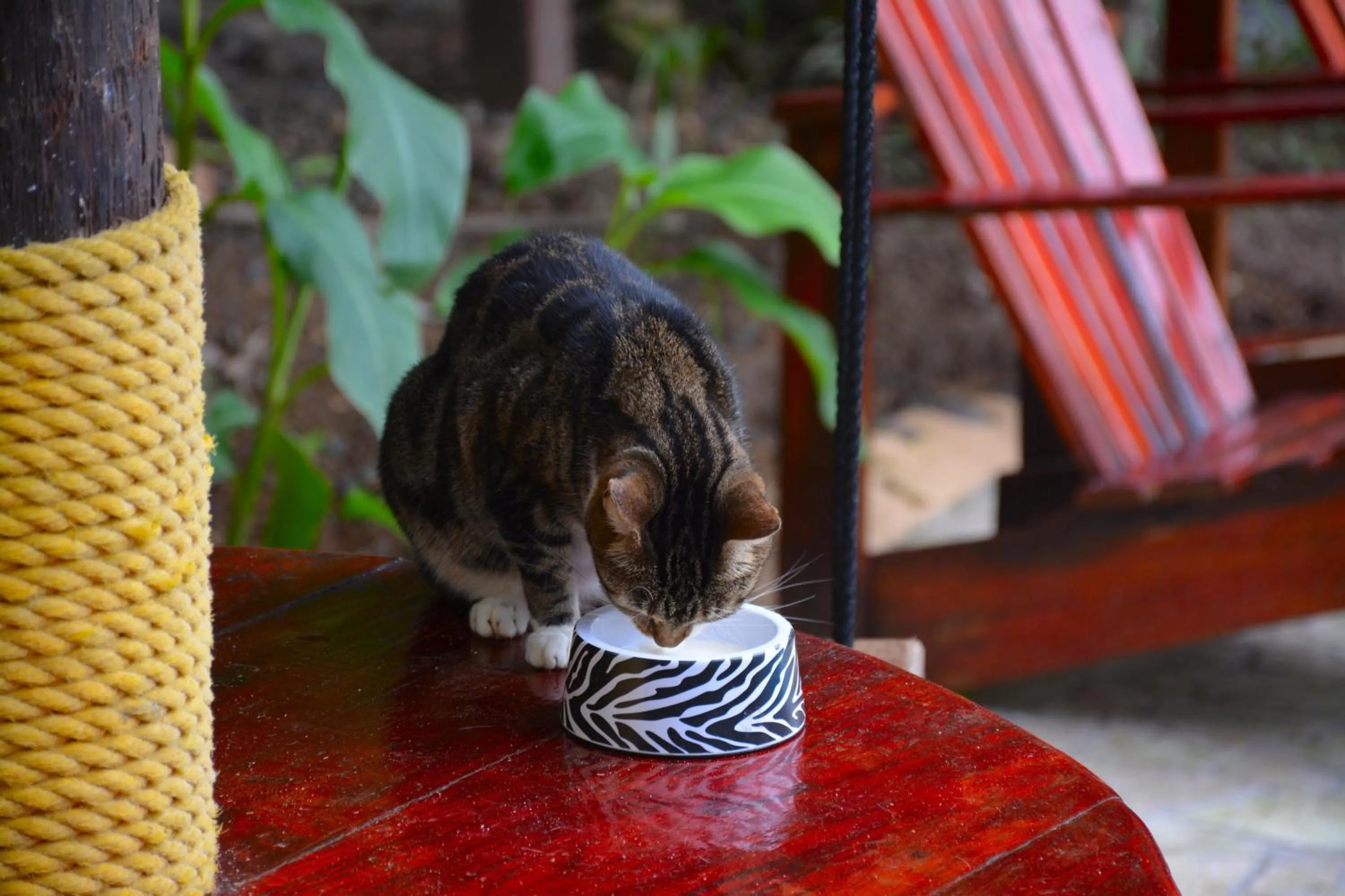 Garden in West Bay Lodge and Spa