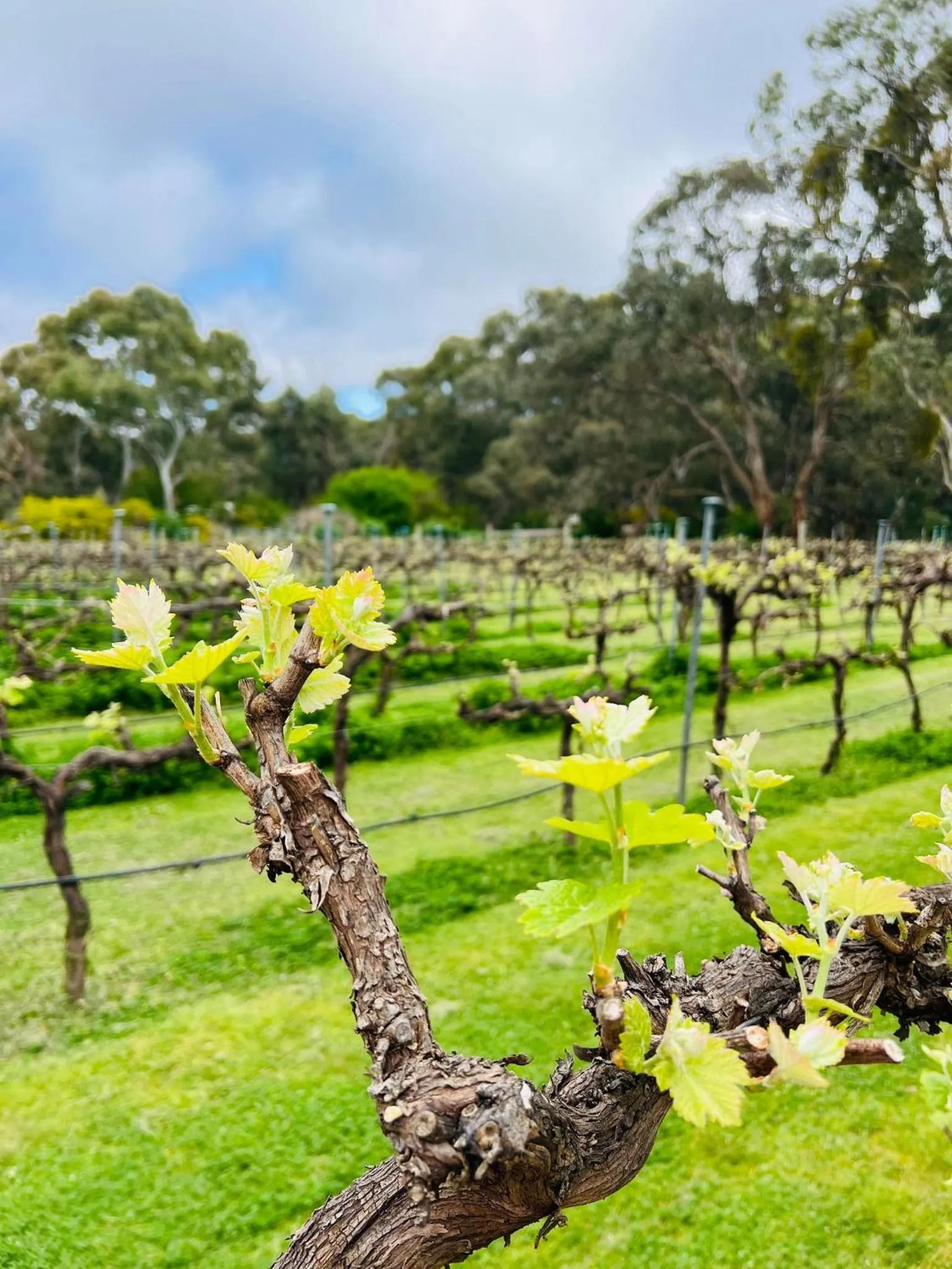 View (from property/room) in St Helen's Cottages