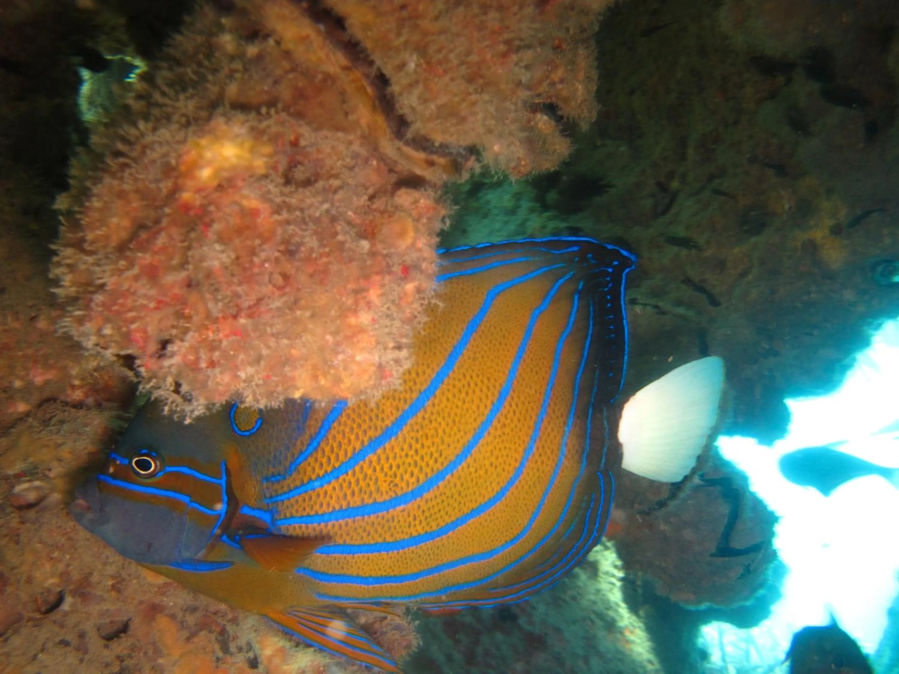 Diving in Ombak Dive Resort Perhentian Island