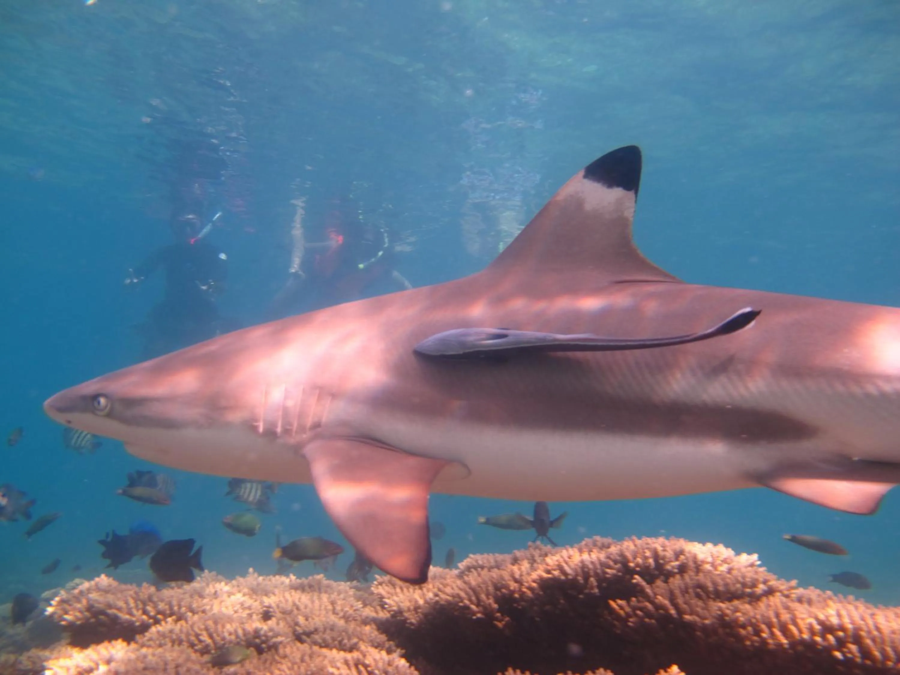 Diving in Ombak Dive Resort Perhentian Island