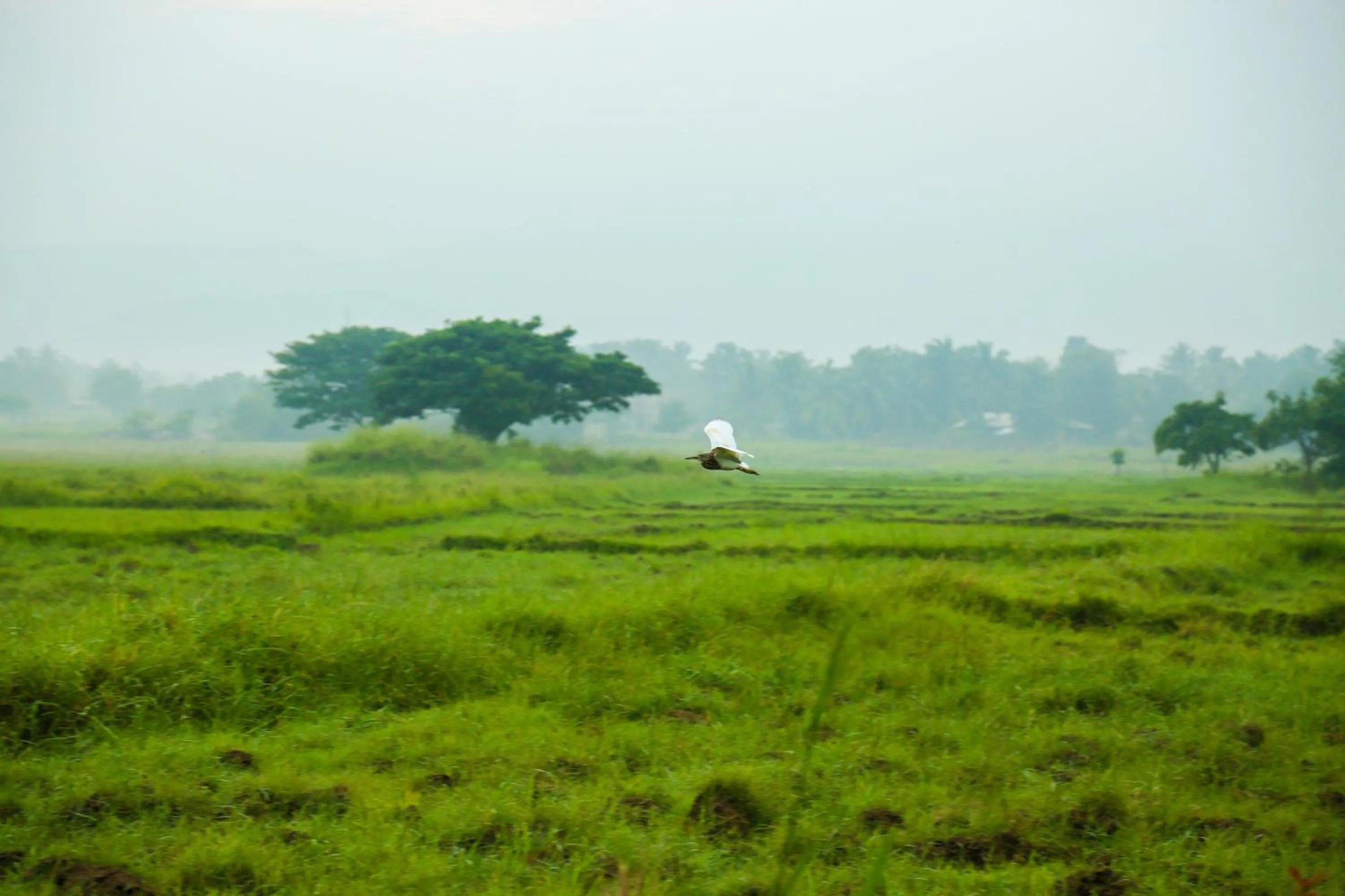 Natural landscape in Gimanhala Hotel