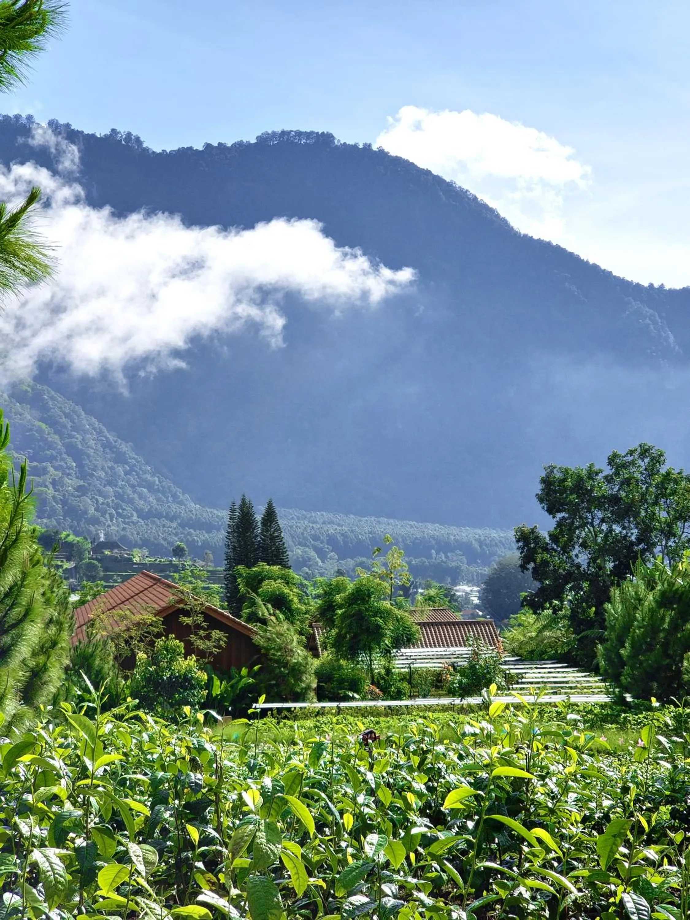 Property building in Dusun Bedugul Asri