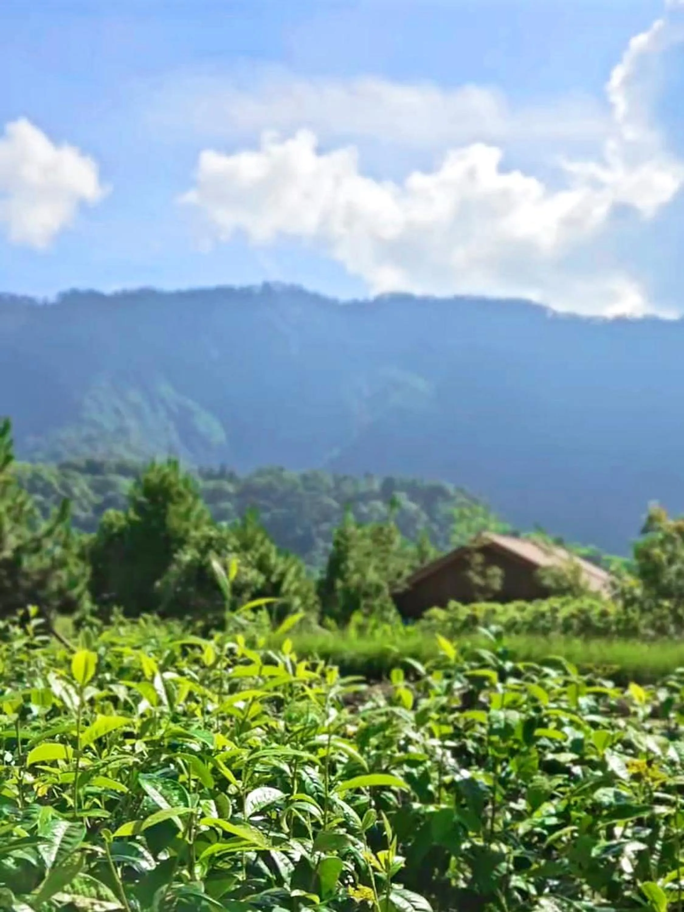 Property building in Dusun Bedugul Asri