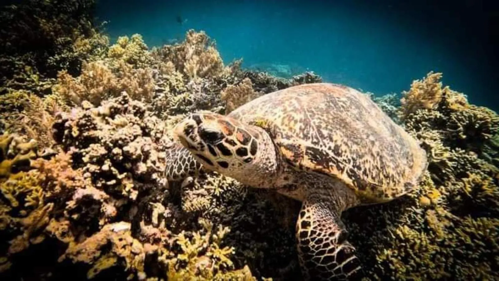 Activities in Maha Nusa Menjangan