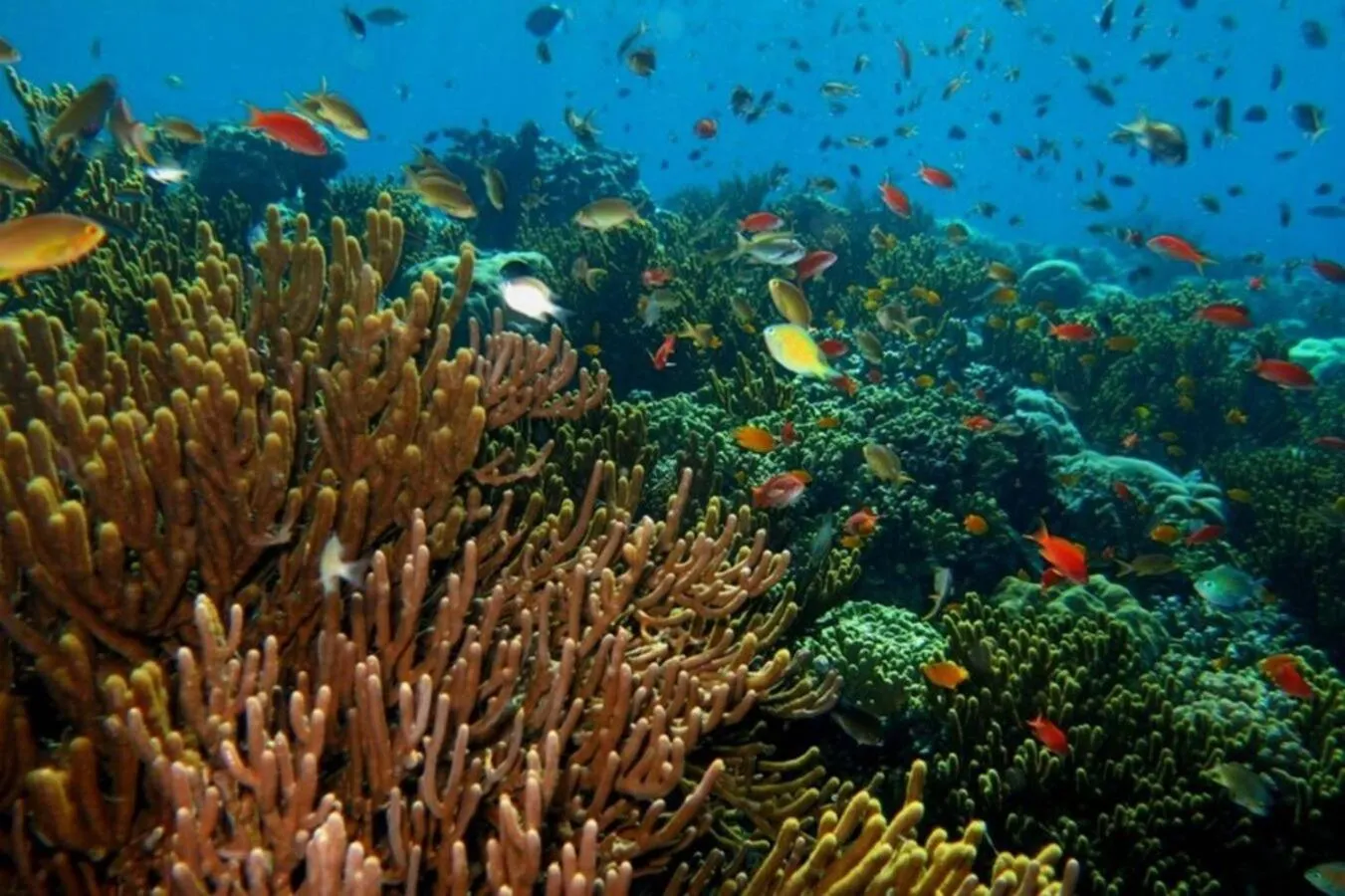 Activities in Maha Nusa Menjangan