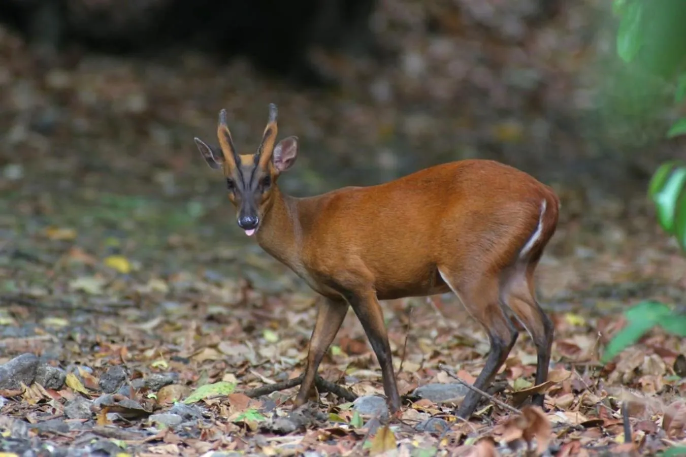 Activities in Maha Nusa Menjangan