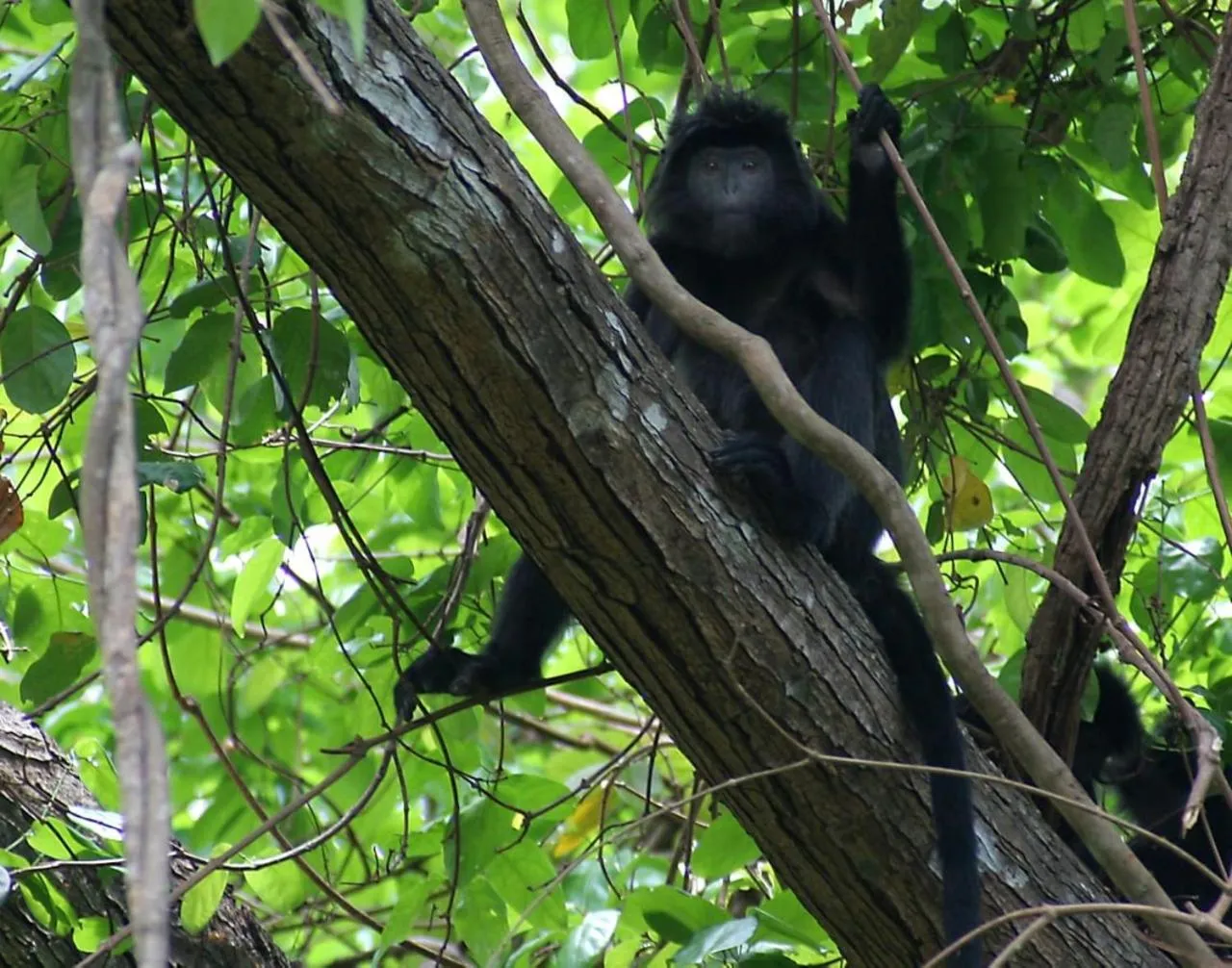 Activities in Maha Nusa Menjangan