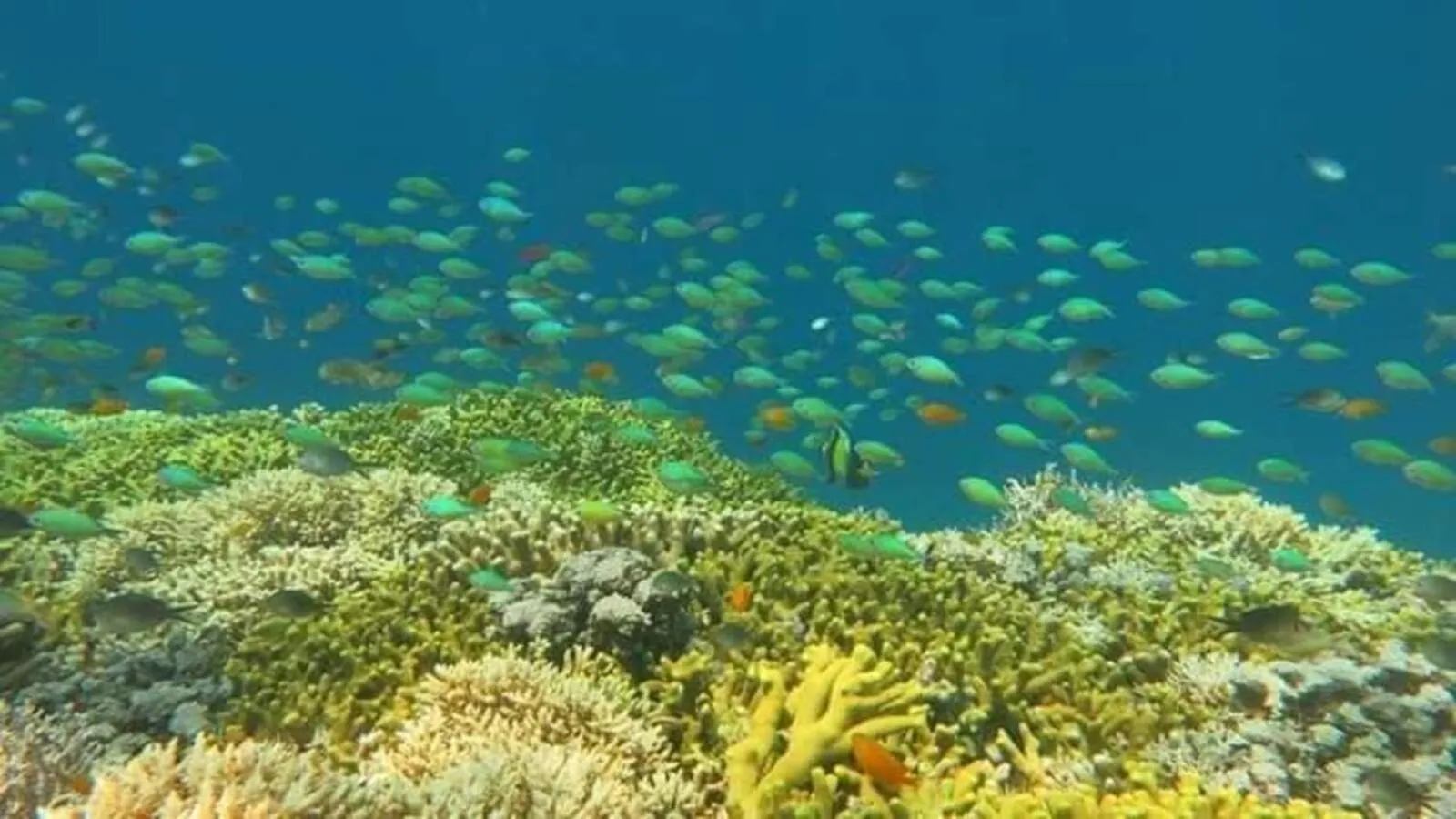 Activities in Maha Nusa Menjangan