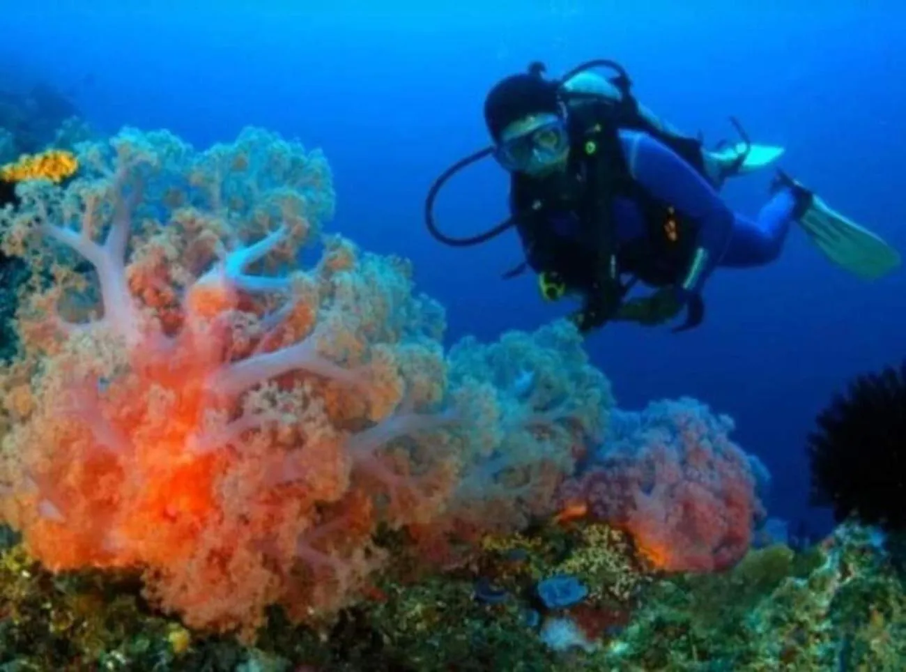 Activities in Maha Nusa Menjangan