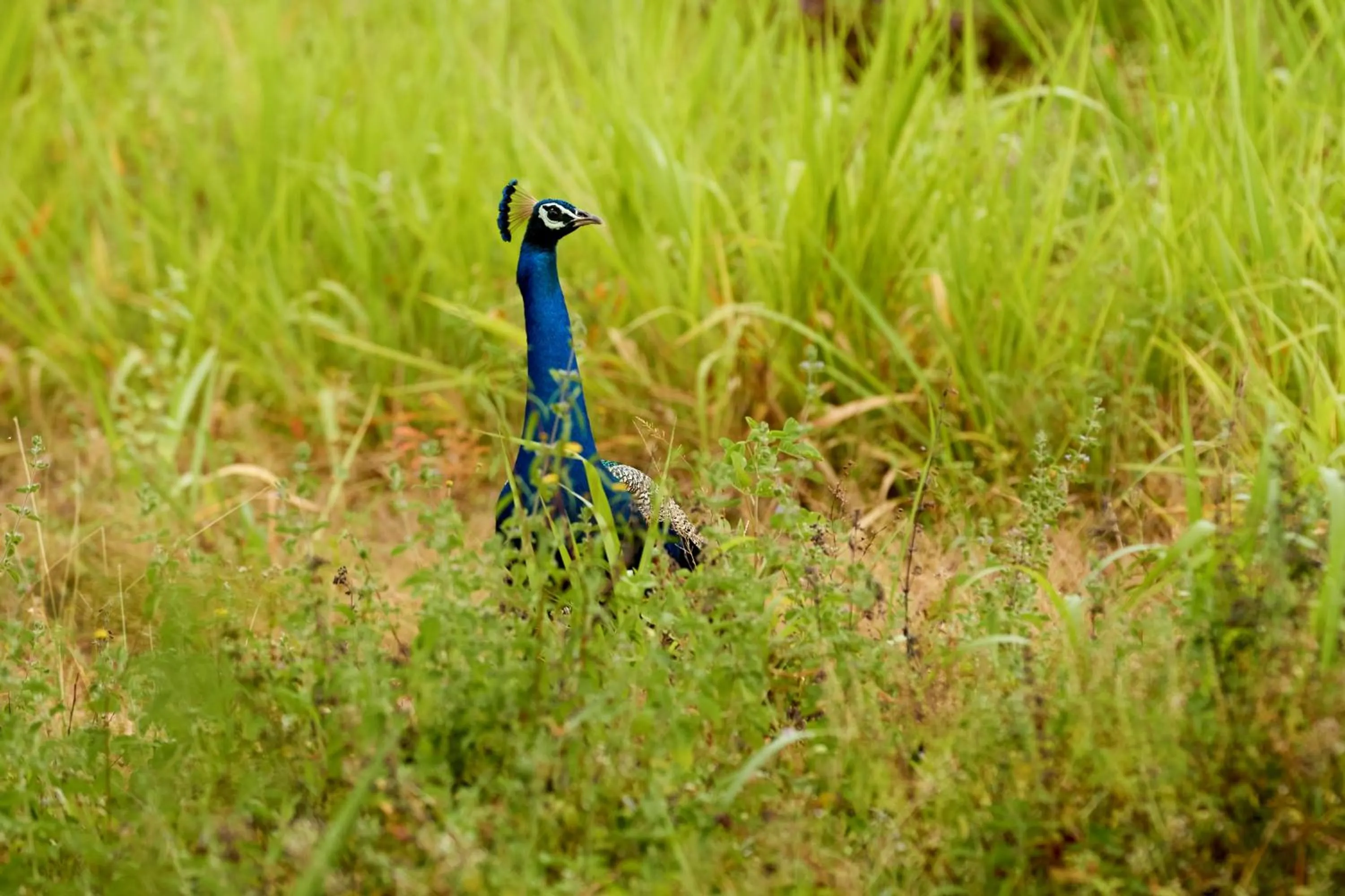 Balcony/Terrace in Sevanagama