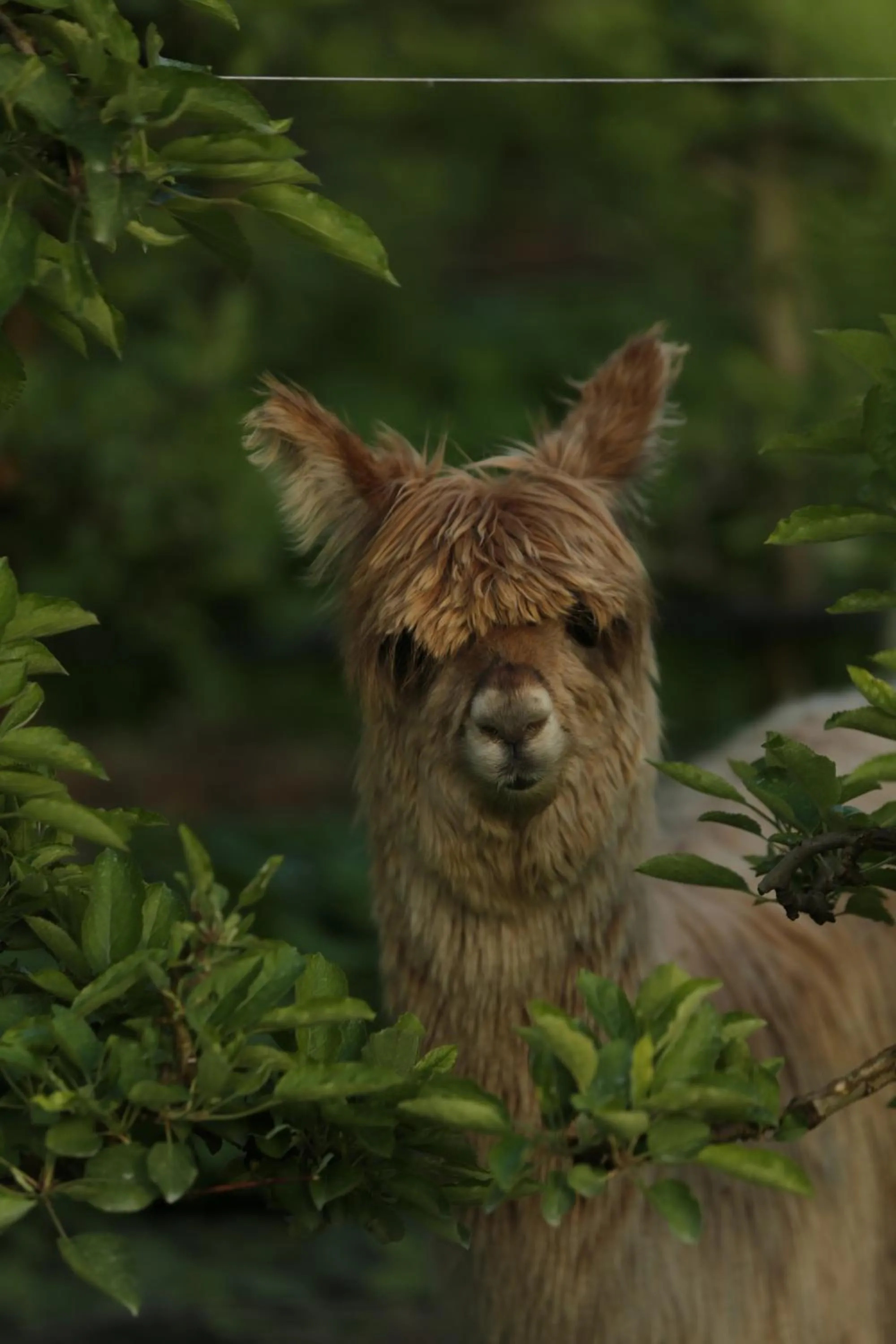 Garden in Gartenhotel Moser