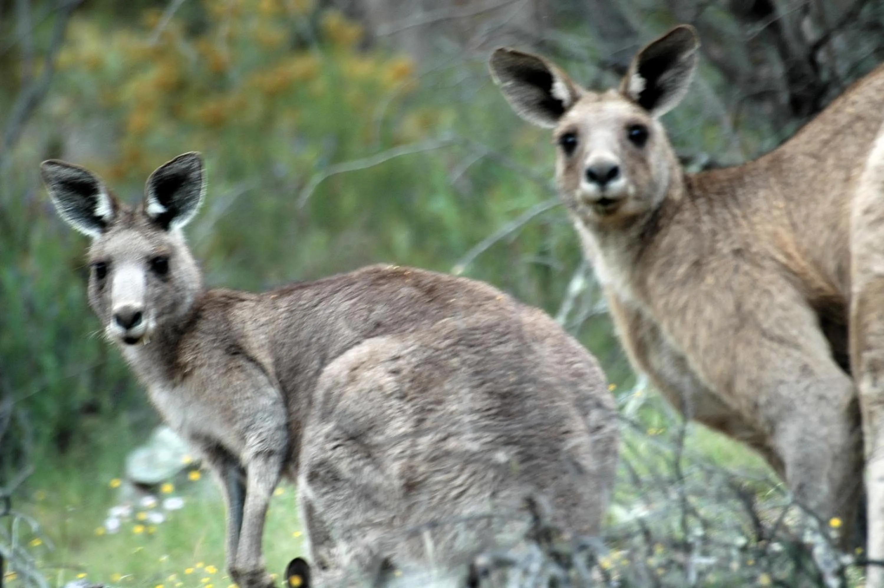 Animals in Mudgee Homestead Guesthouse