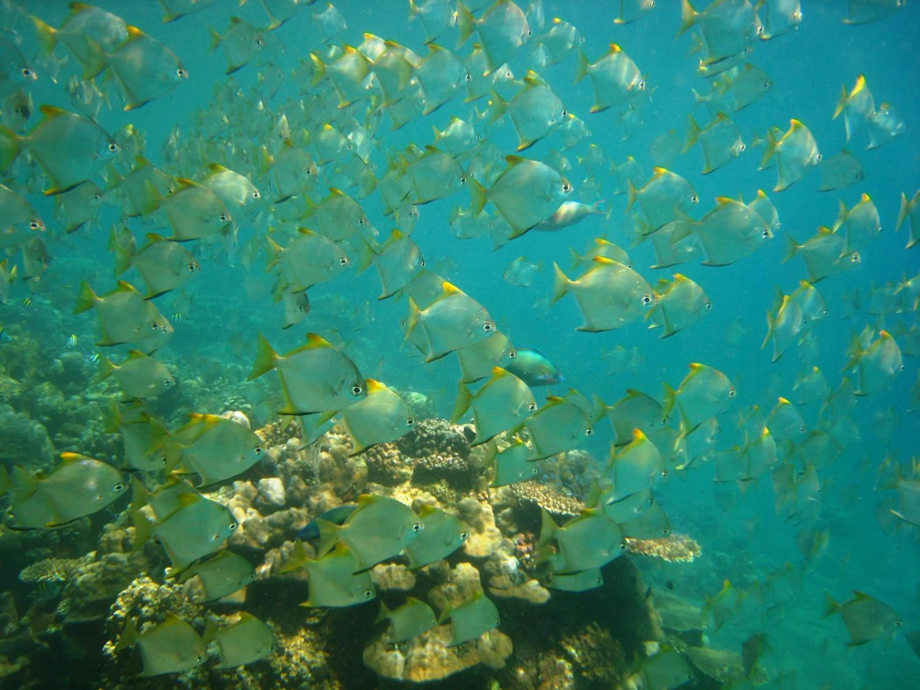 Diving in Galang Kangin Bungalows