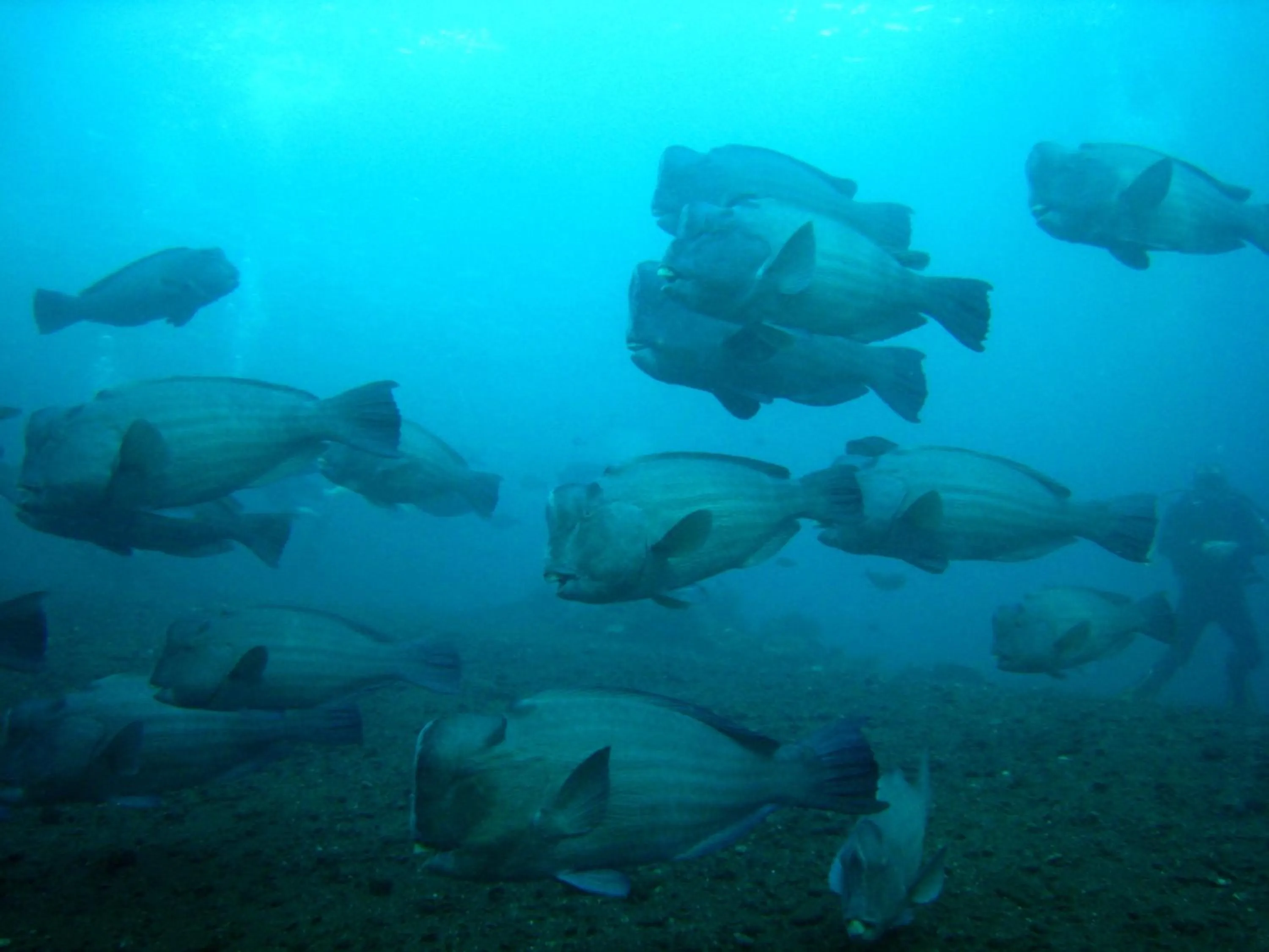 Diving in Galang Kangin Bungalows