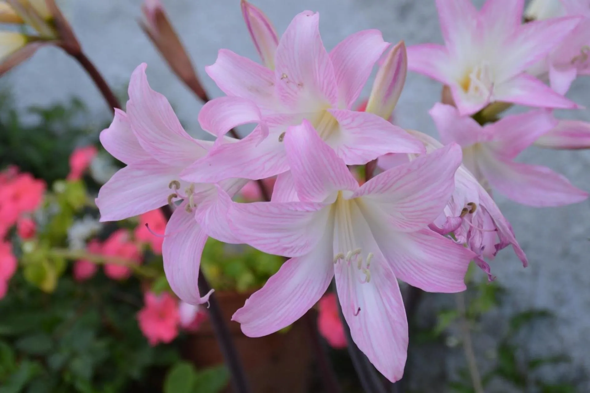 Hotel Gli Acquerelli