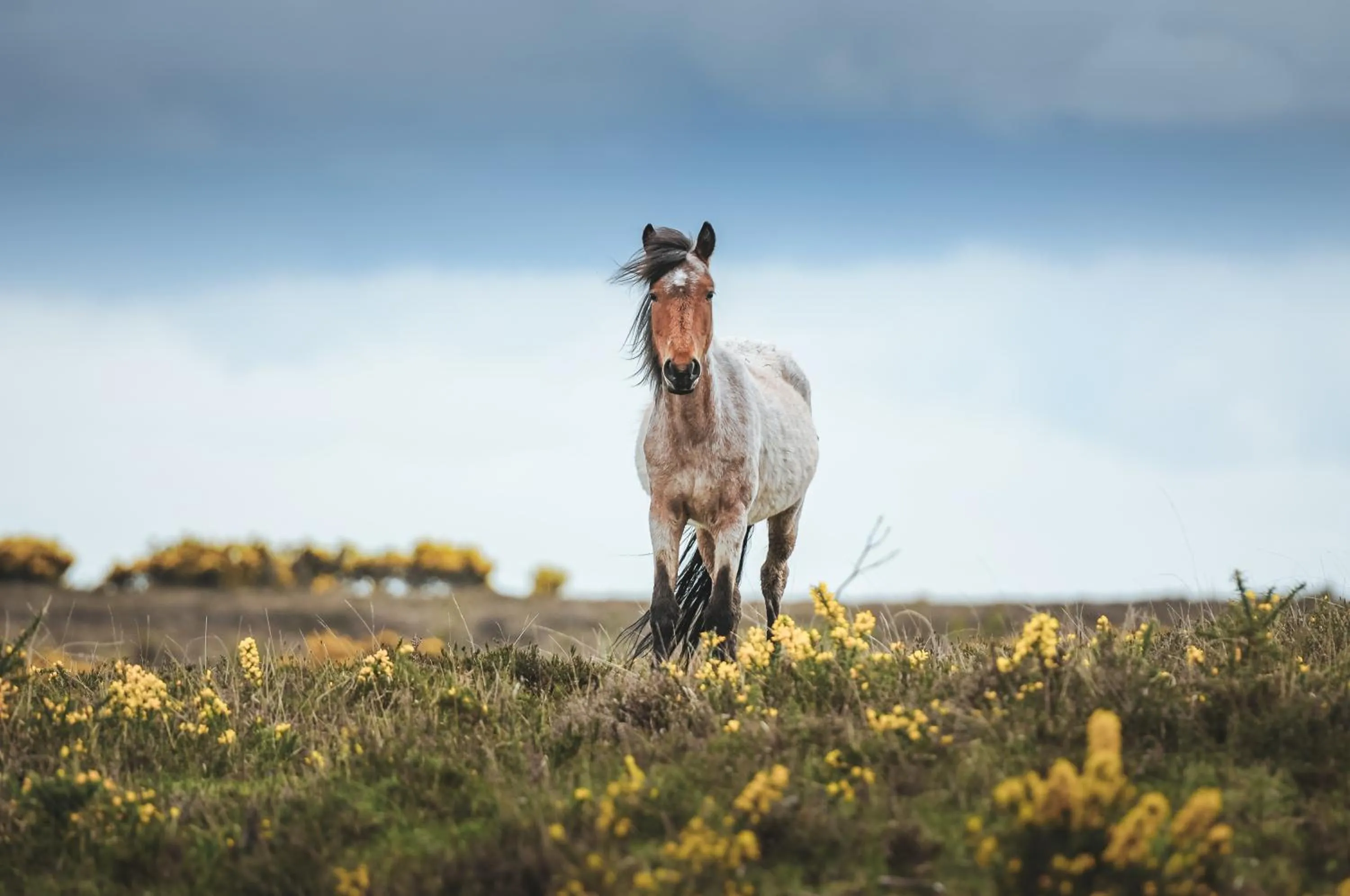 Animals in Forest Lodge Hotel