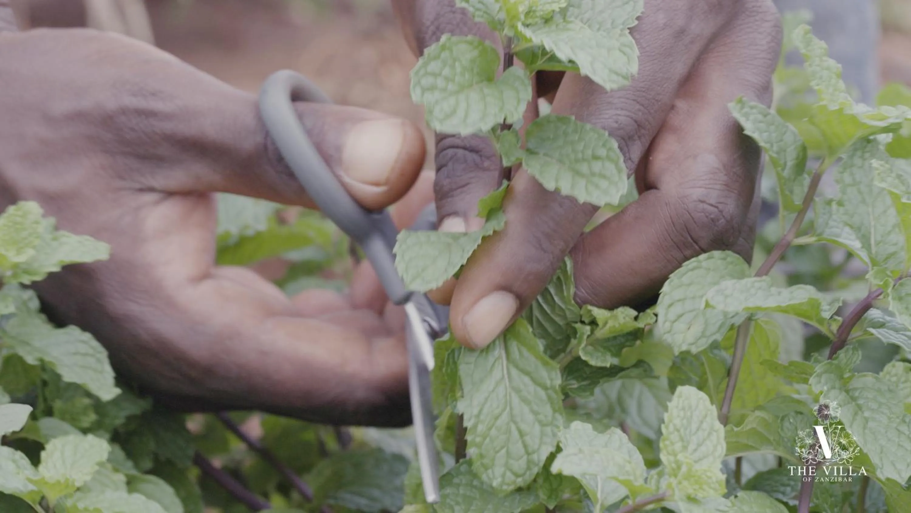 Food in The Villa of Zanzibar