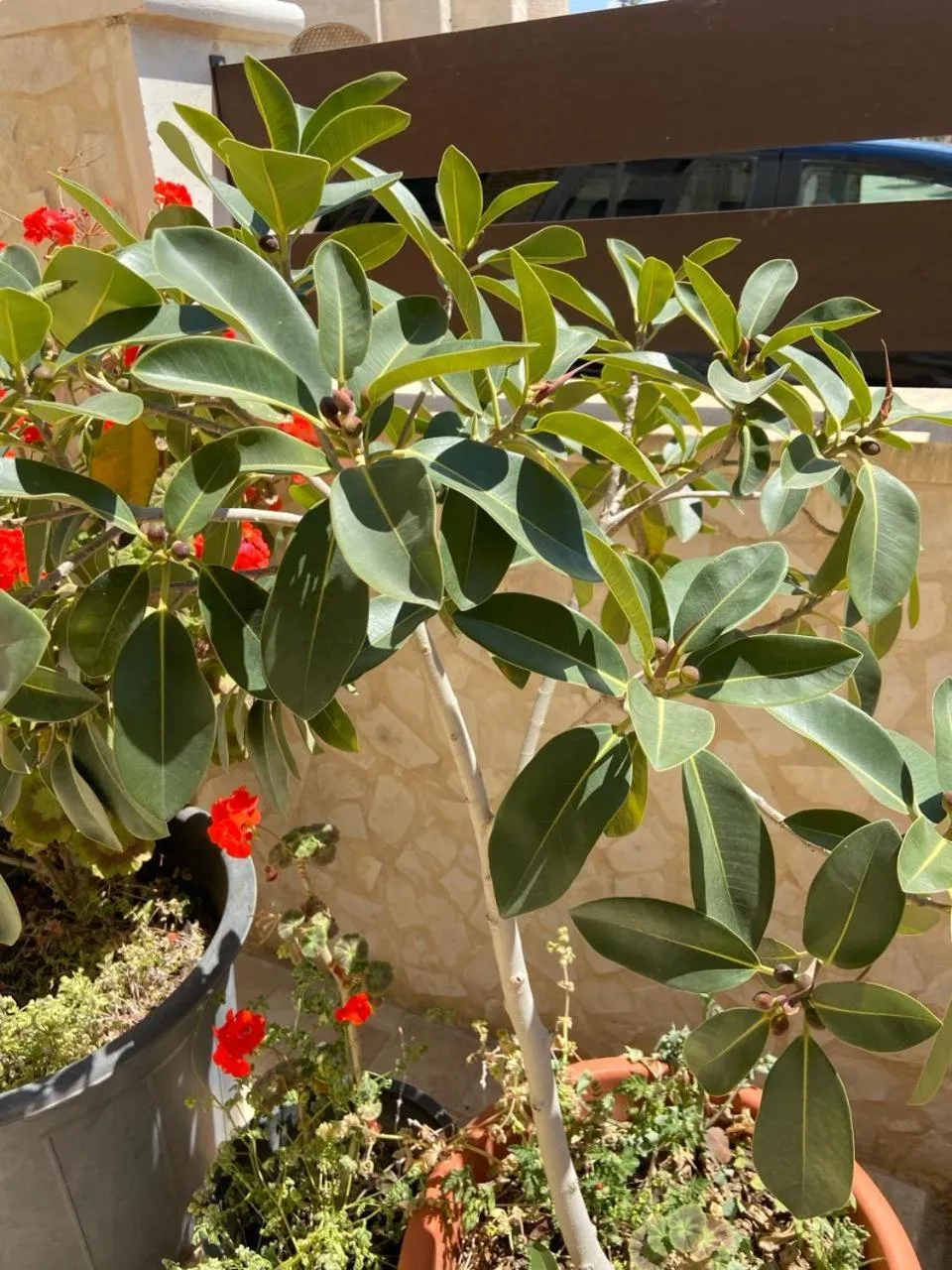 Madaba Mesha Stele Bedoiun Apartments
