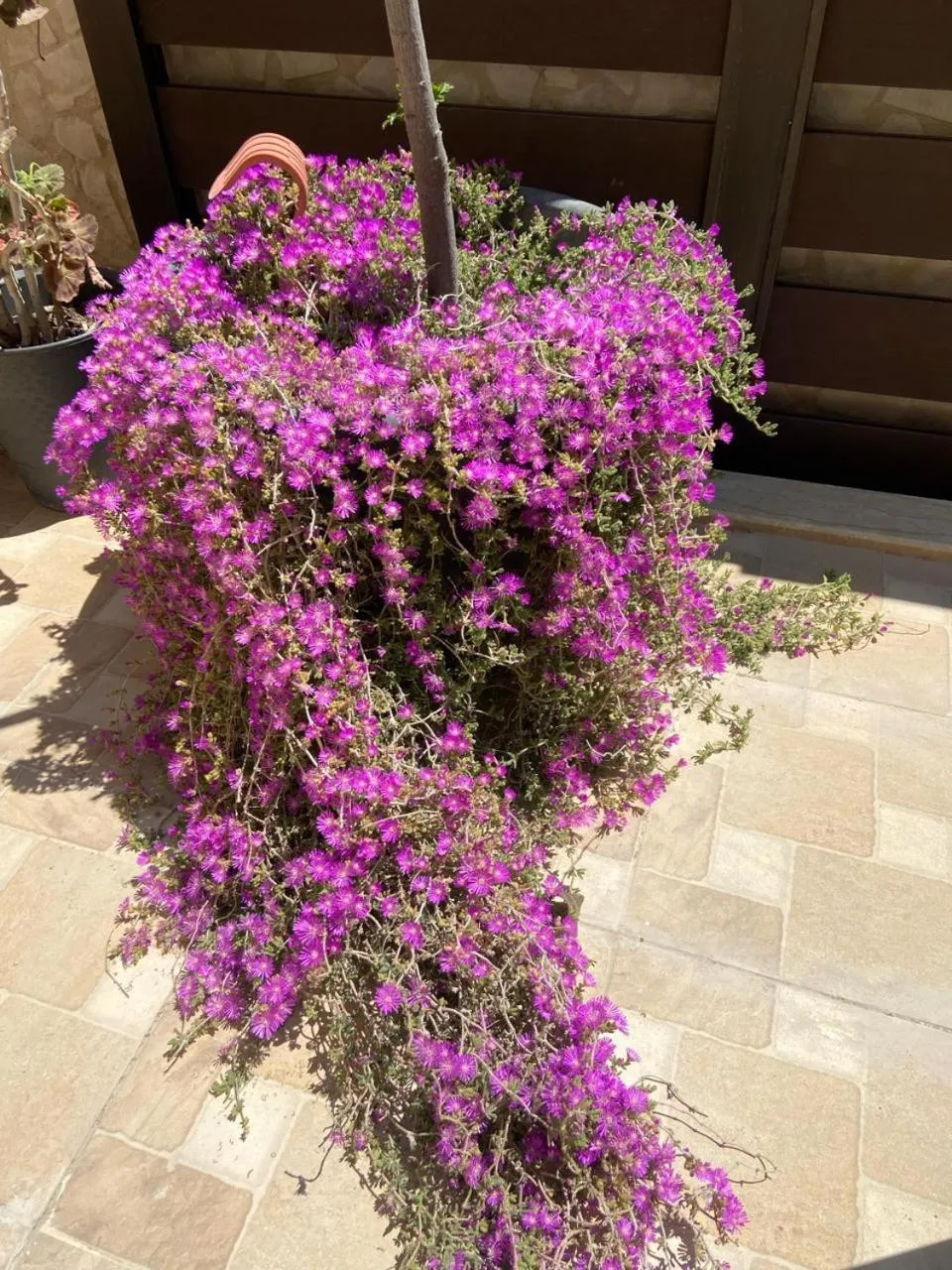 Madaba Mesha Stele Bedoiun Apartments