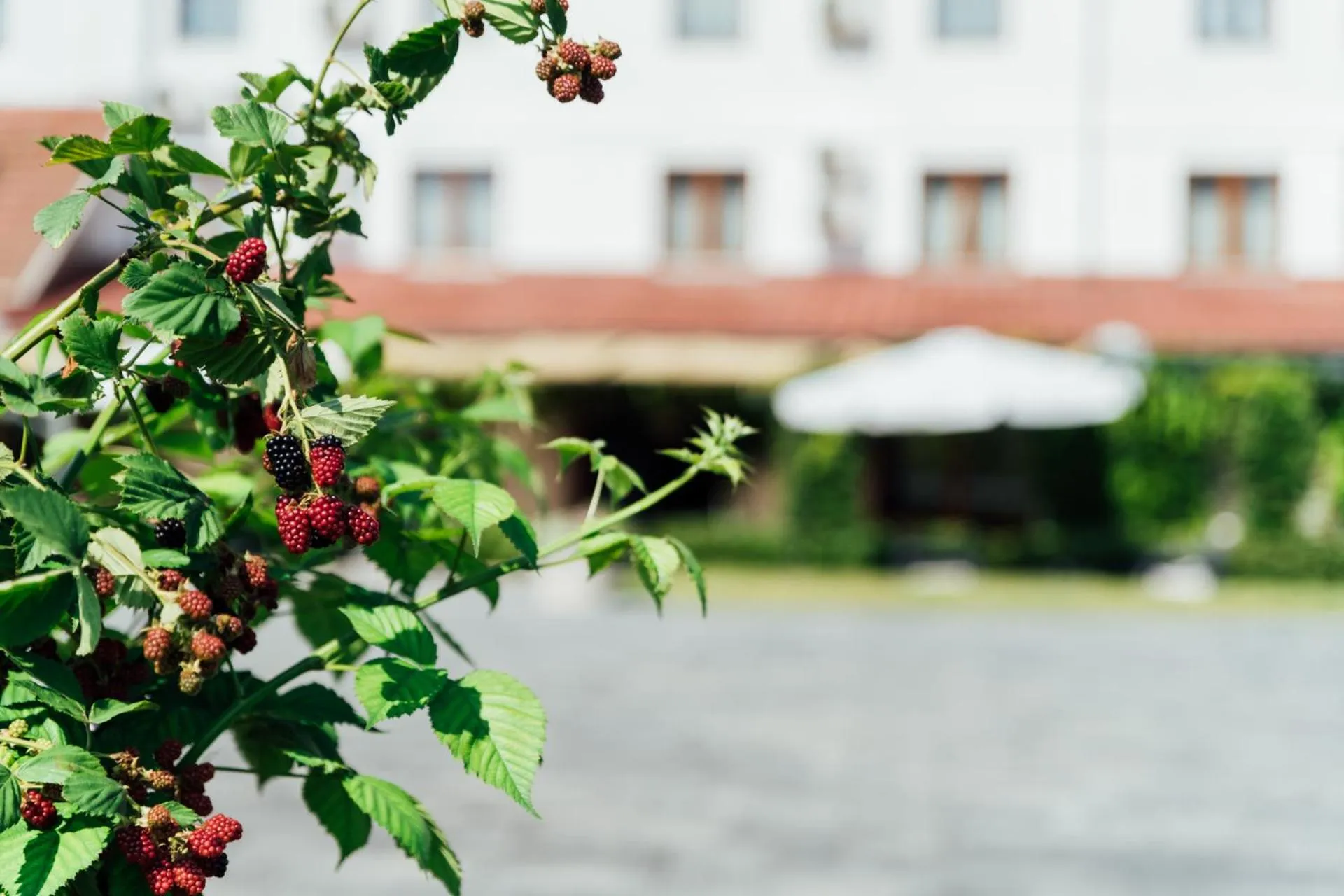 Garden in Hotel Maroli Mikulov
