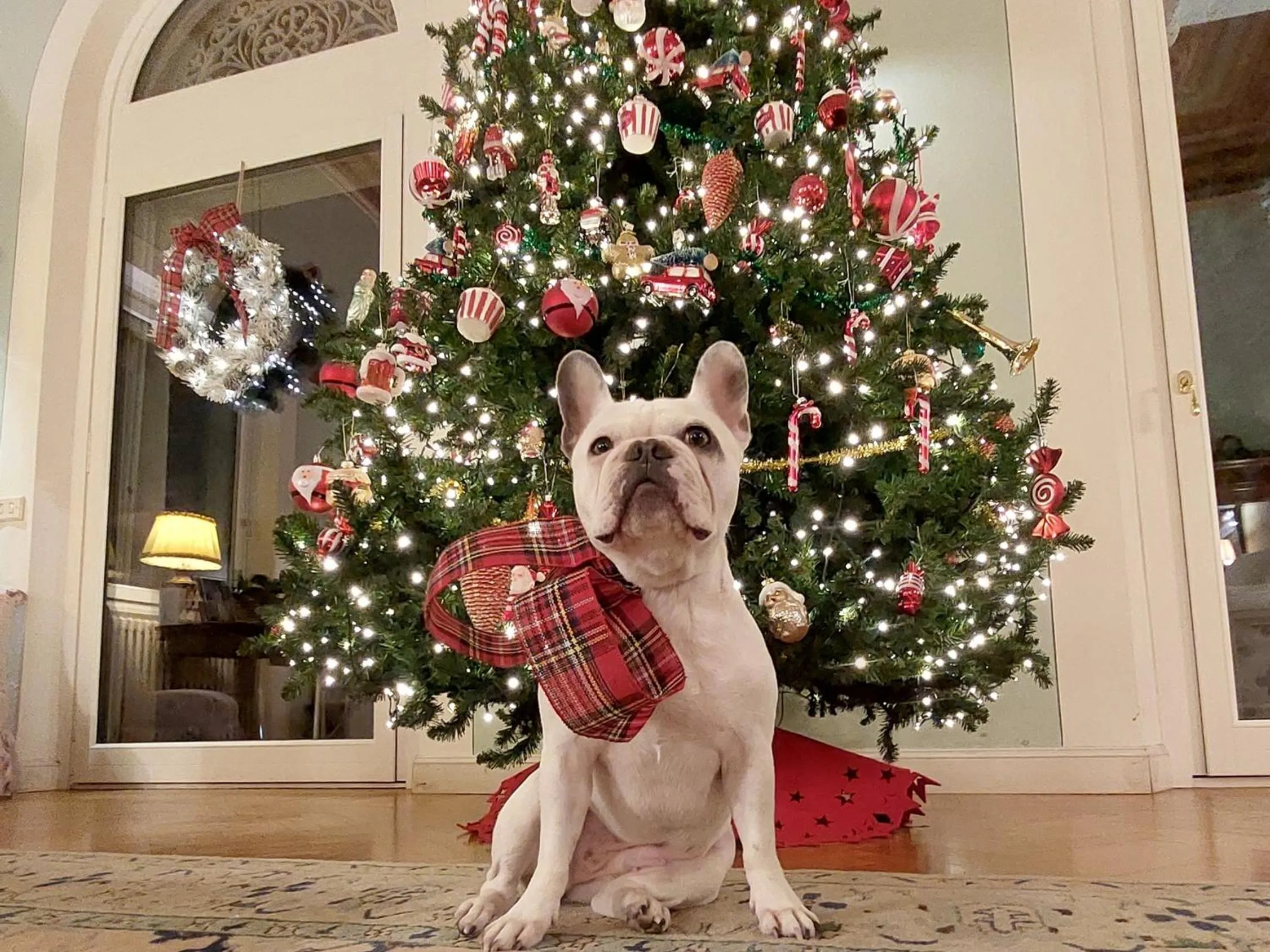 Pets in Villa la Moresca Relais de Charme B&B MONTECATINI ALTO