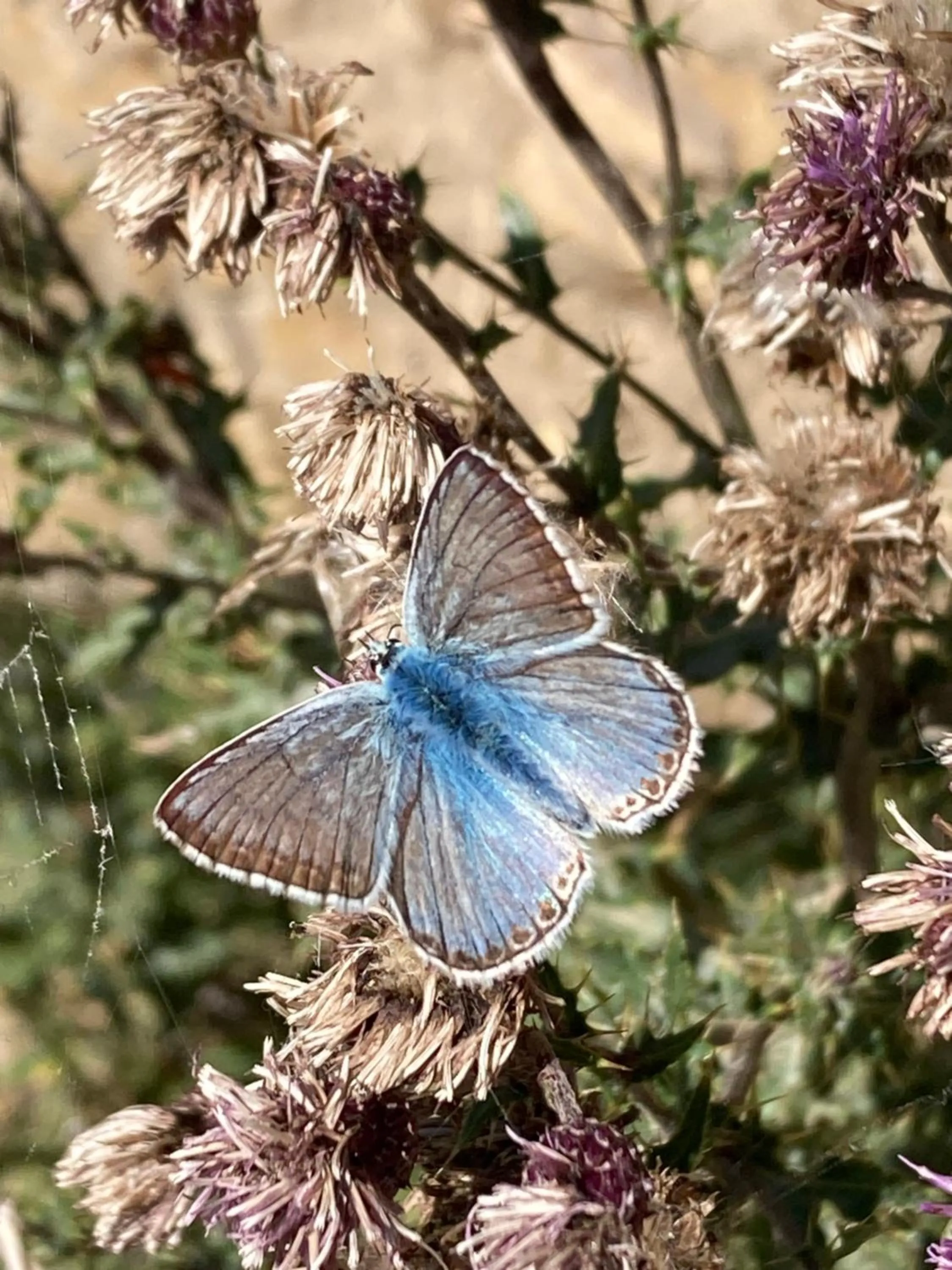 On site in Haus Rhodania